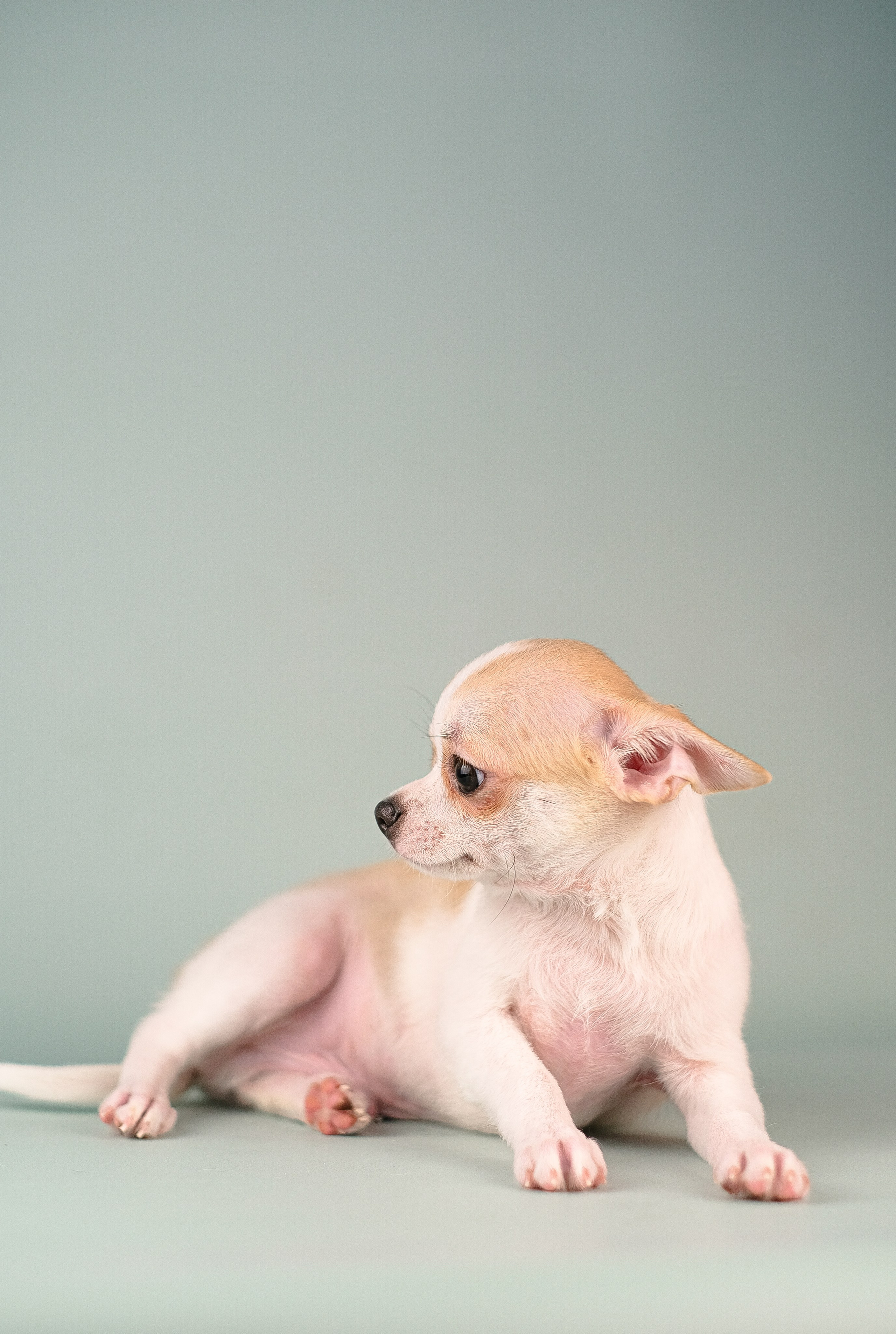 Чихуа хуа. Фотограф и видеограф анималист Аганина Дарья