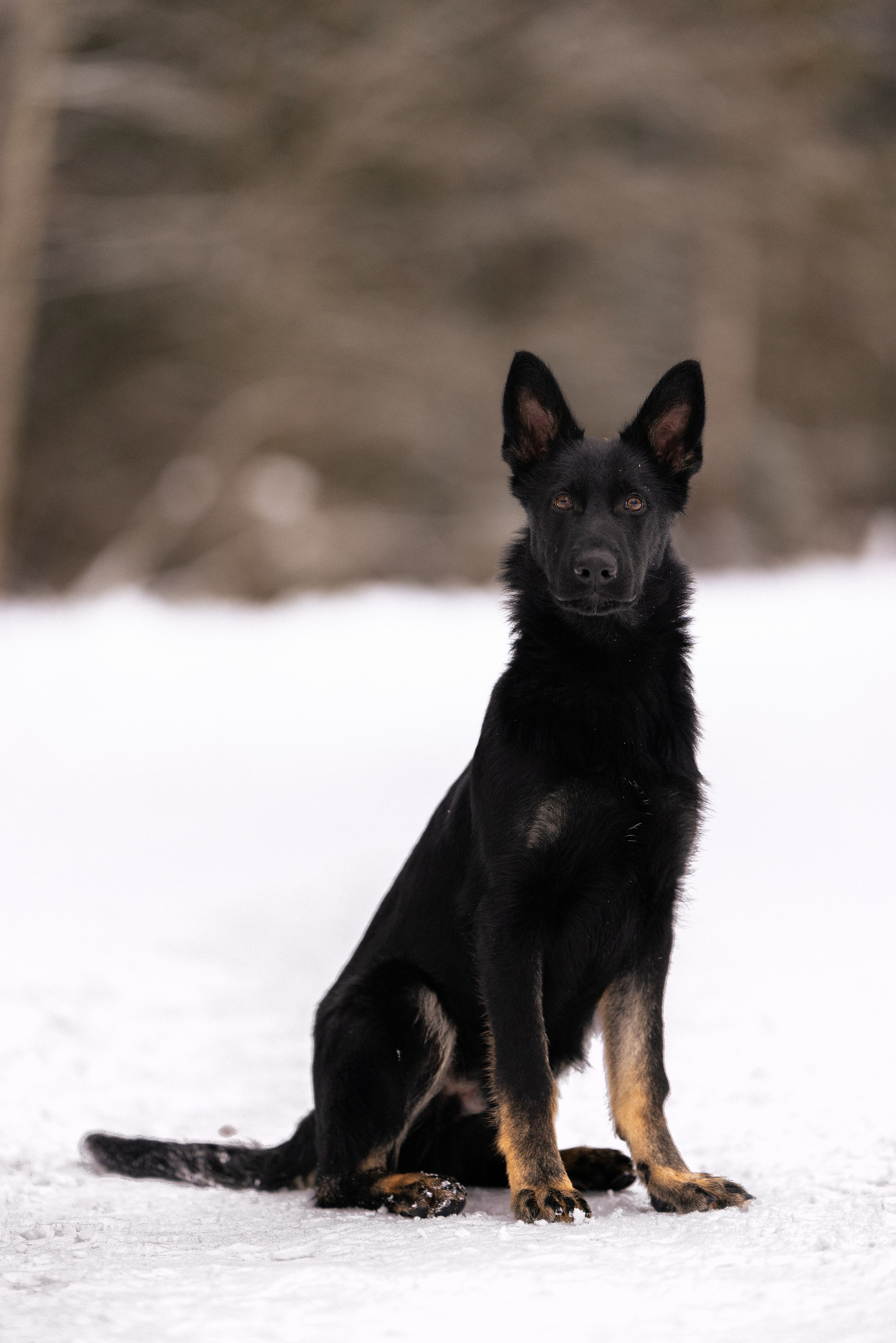 Немецкая овчарка. Фотограф и видеограф анималист Аганина Дарья