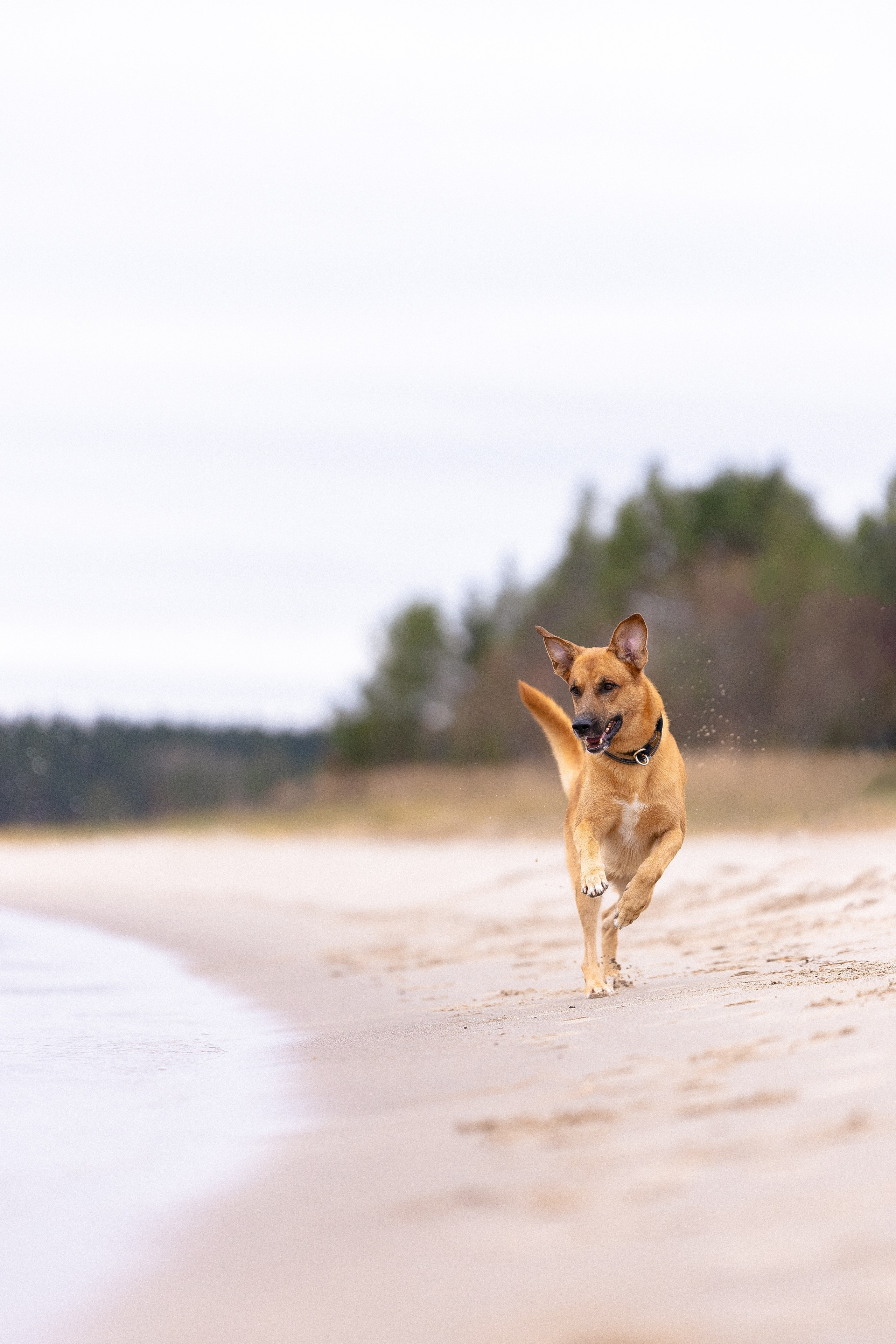 Karelia. Фотограф и видеограф анималист Аганина Дарья