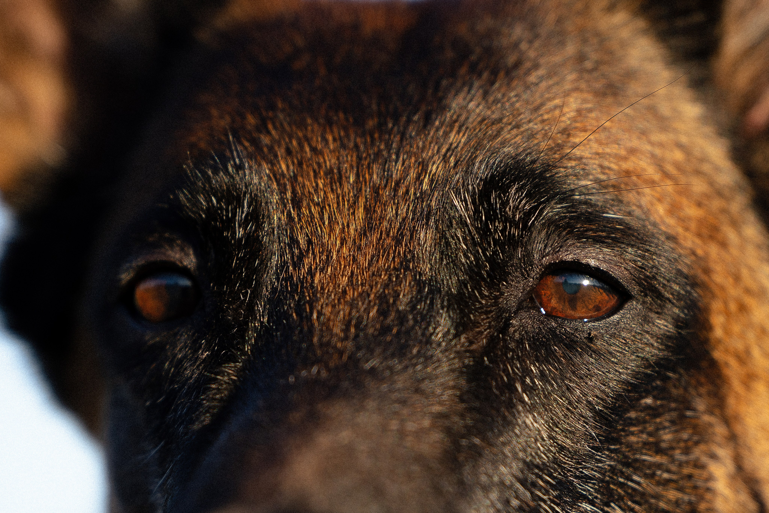 Женя, Афра и Молли. Фотограф и видеограф анималист Аганина Дарья