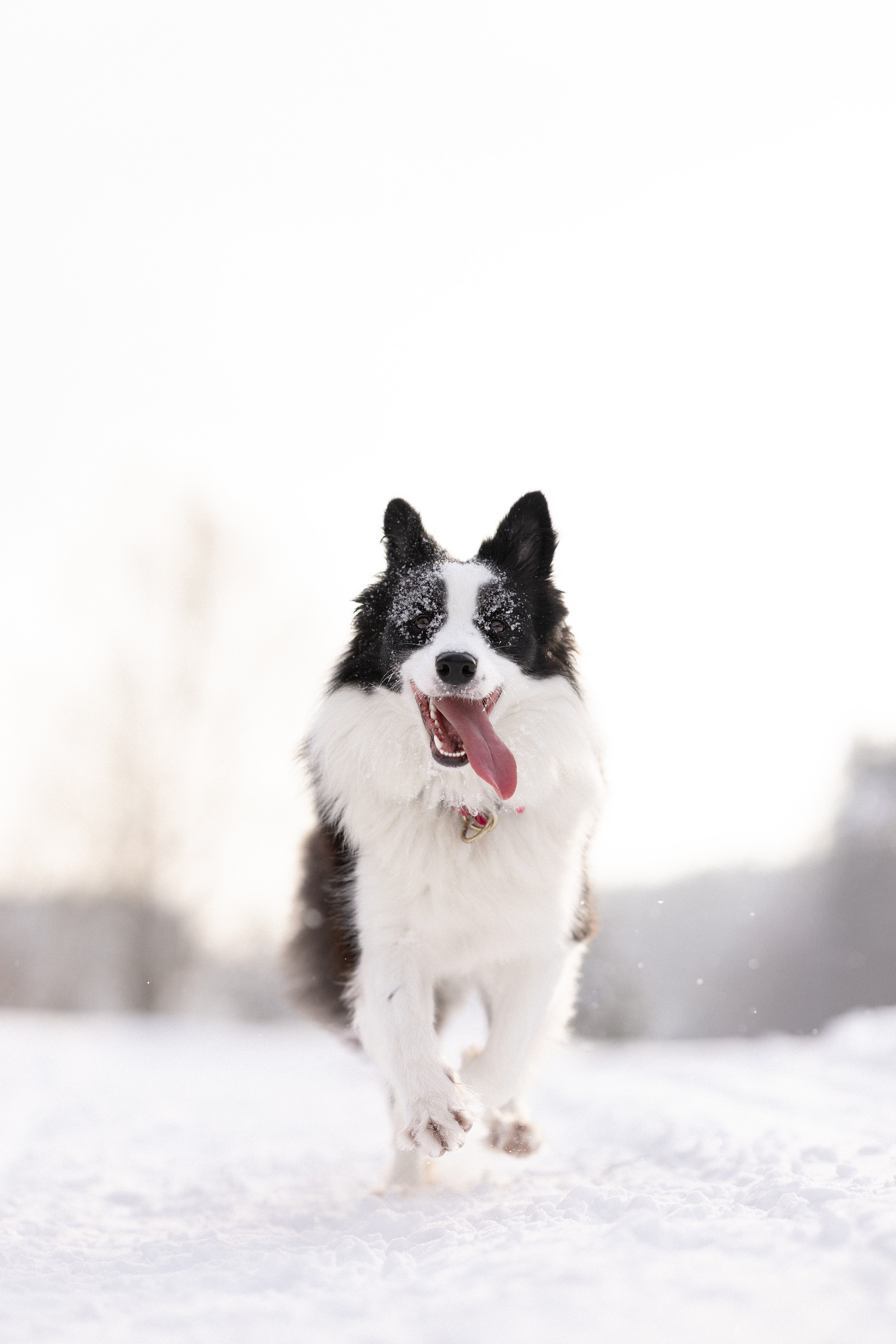 Лилия, Алексей и Ариана. Фотограф и видеограф анималист Аганина Дарья