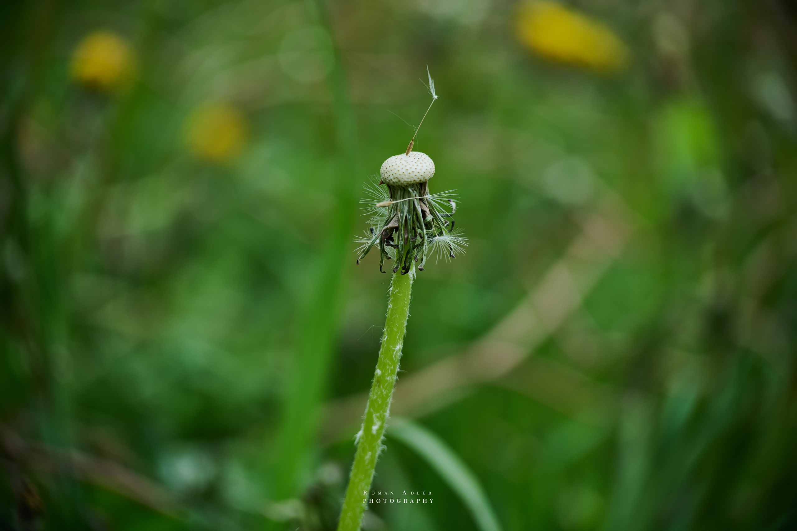 Фотографии весенних цветов. Фотограф Роман Адлер. Фотограф Роман Адлер