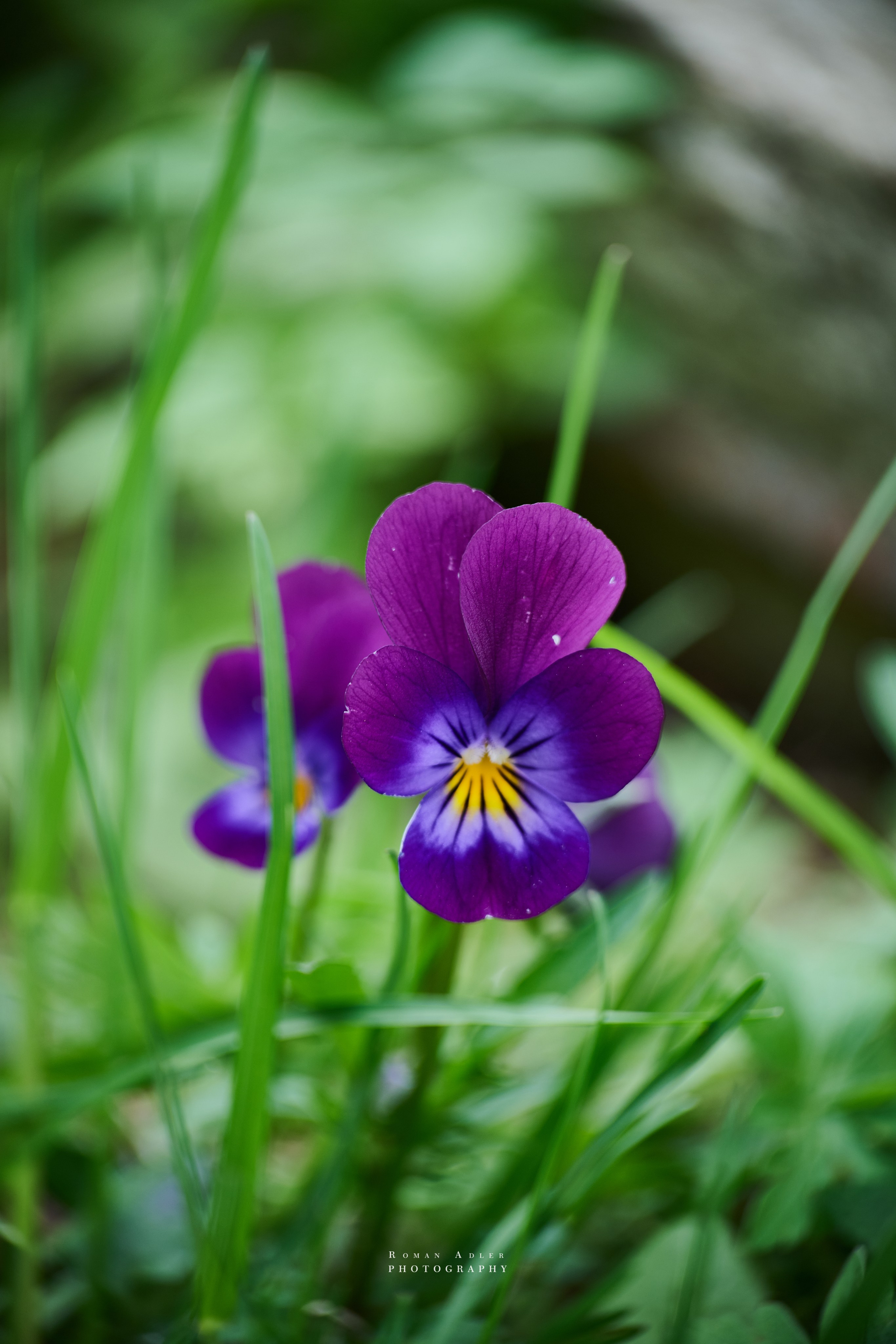 Анютины глазки фото. Фотограф Роман Адлер. Фото цветов 