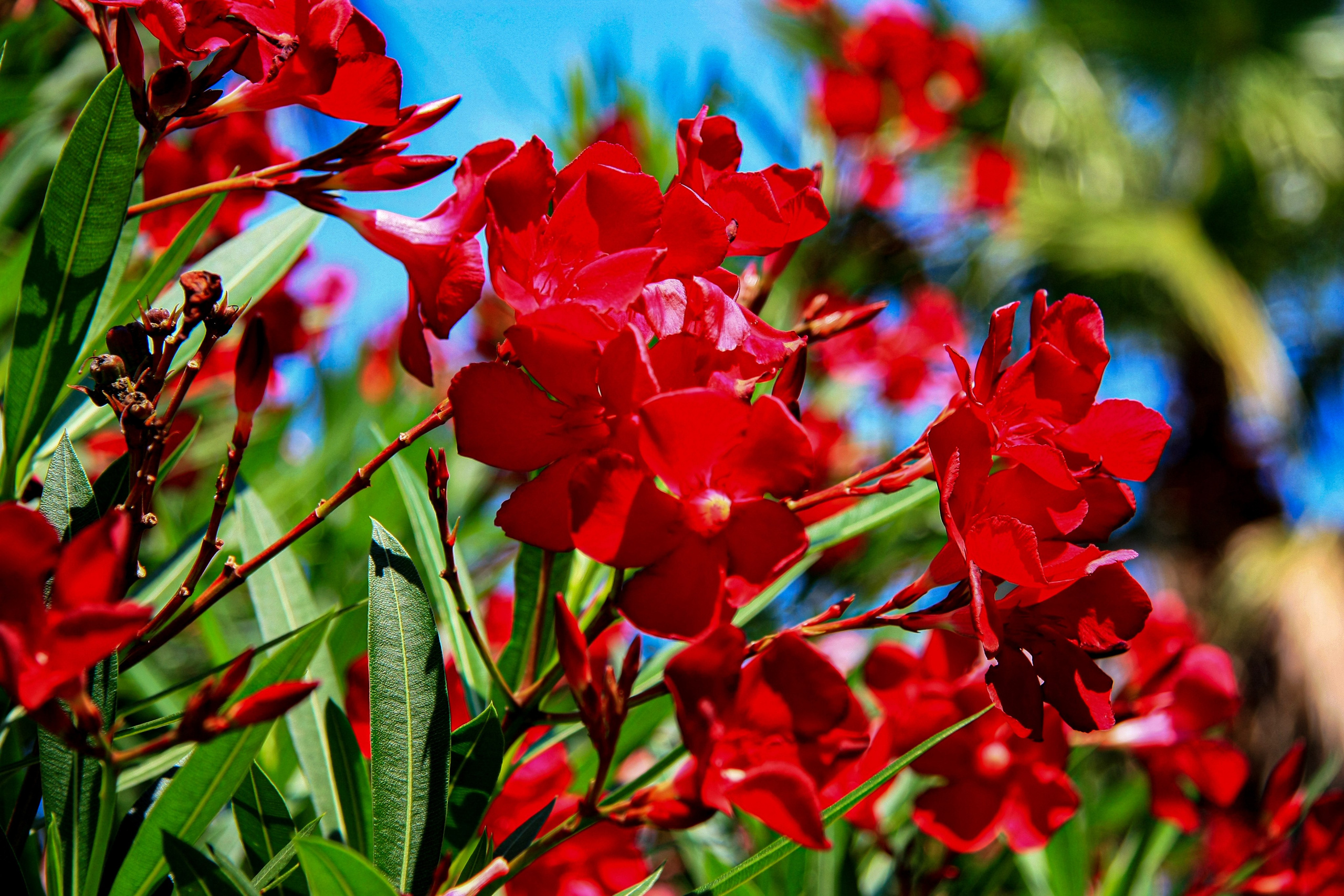 Первые кадры. Сочи — парк. Фотограф Роман Адлер