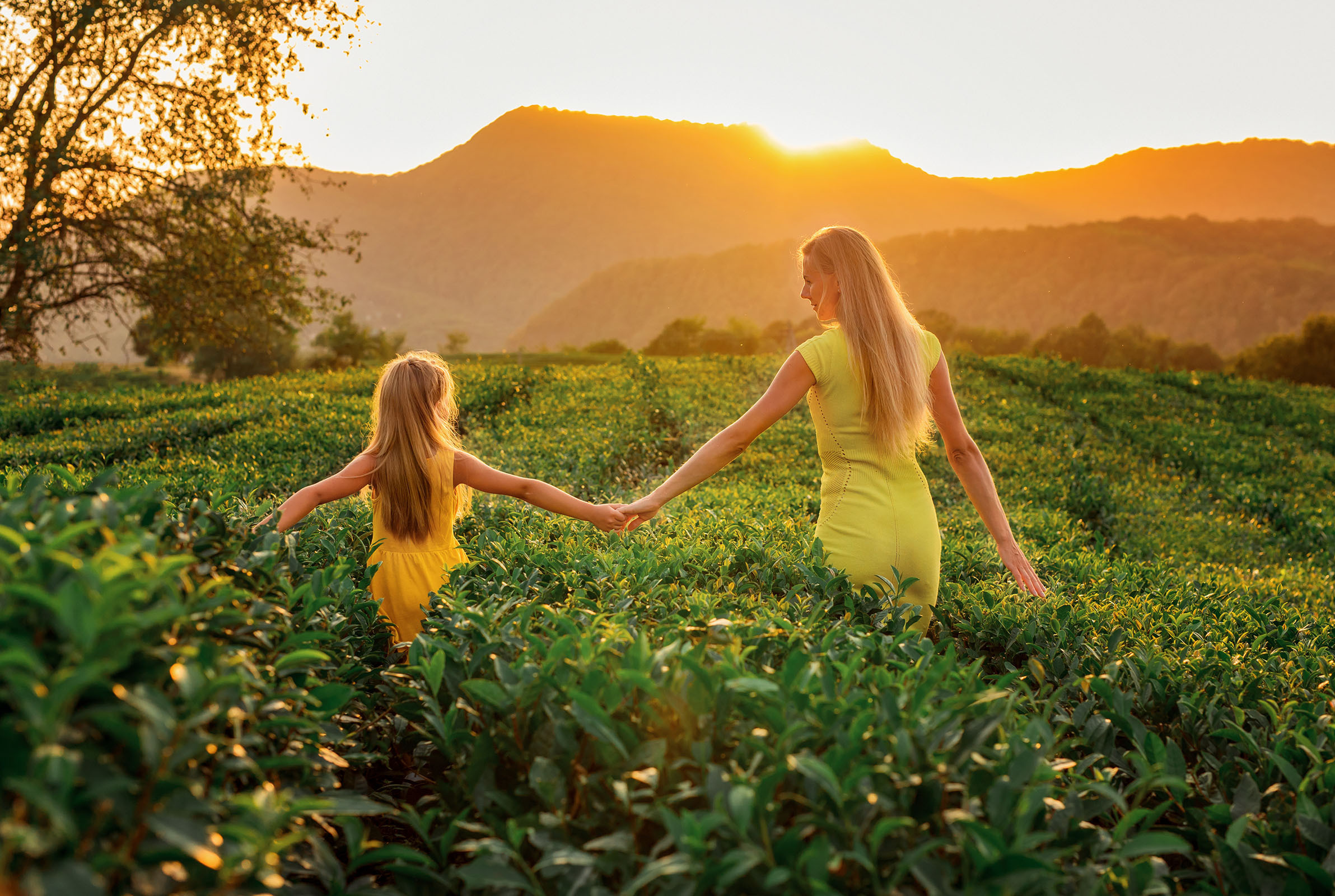 Чайные плантации. Фотограф в Сочи, Адлере, Сириусе и на Красной поляне Кушабаева Алёна