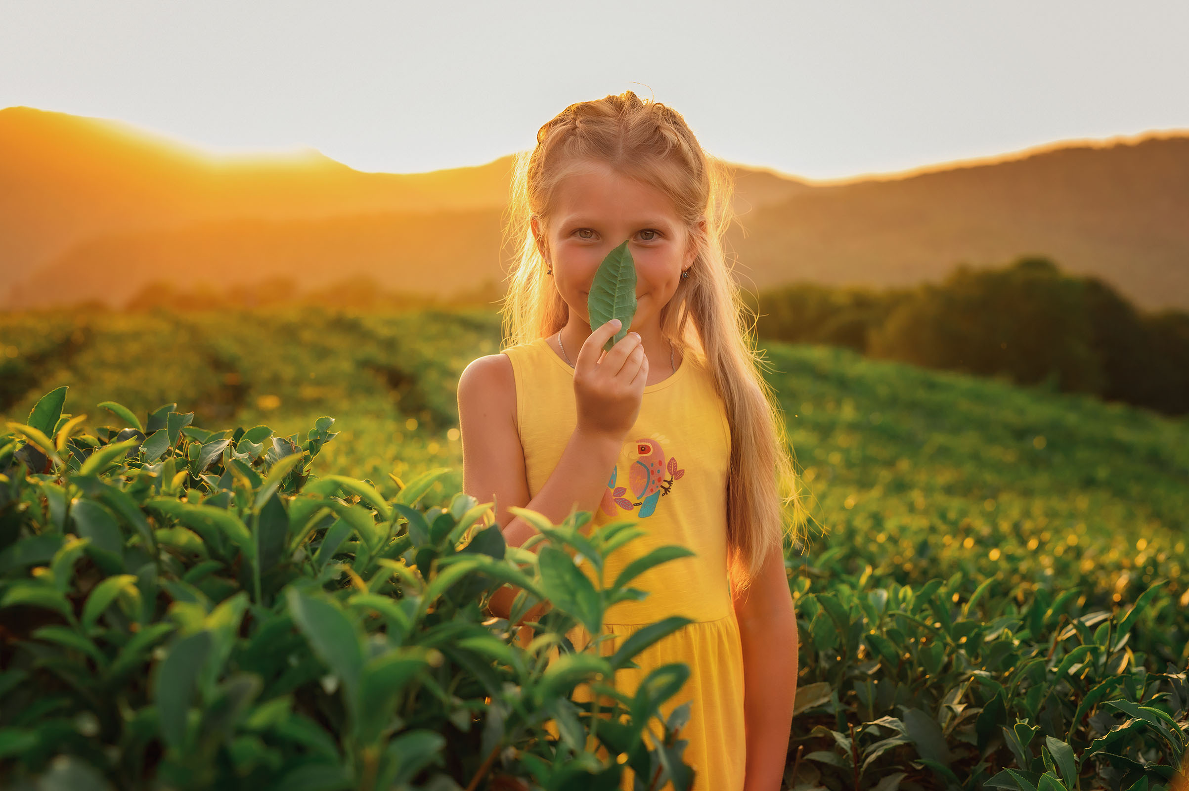 Чайные плантации. Фотограф в Сочи, Адлере, Сириусе и на Красной поляне Кушабаева Алёна