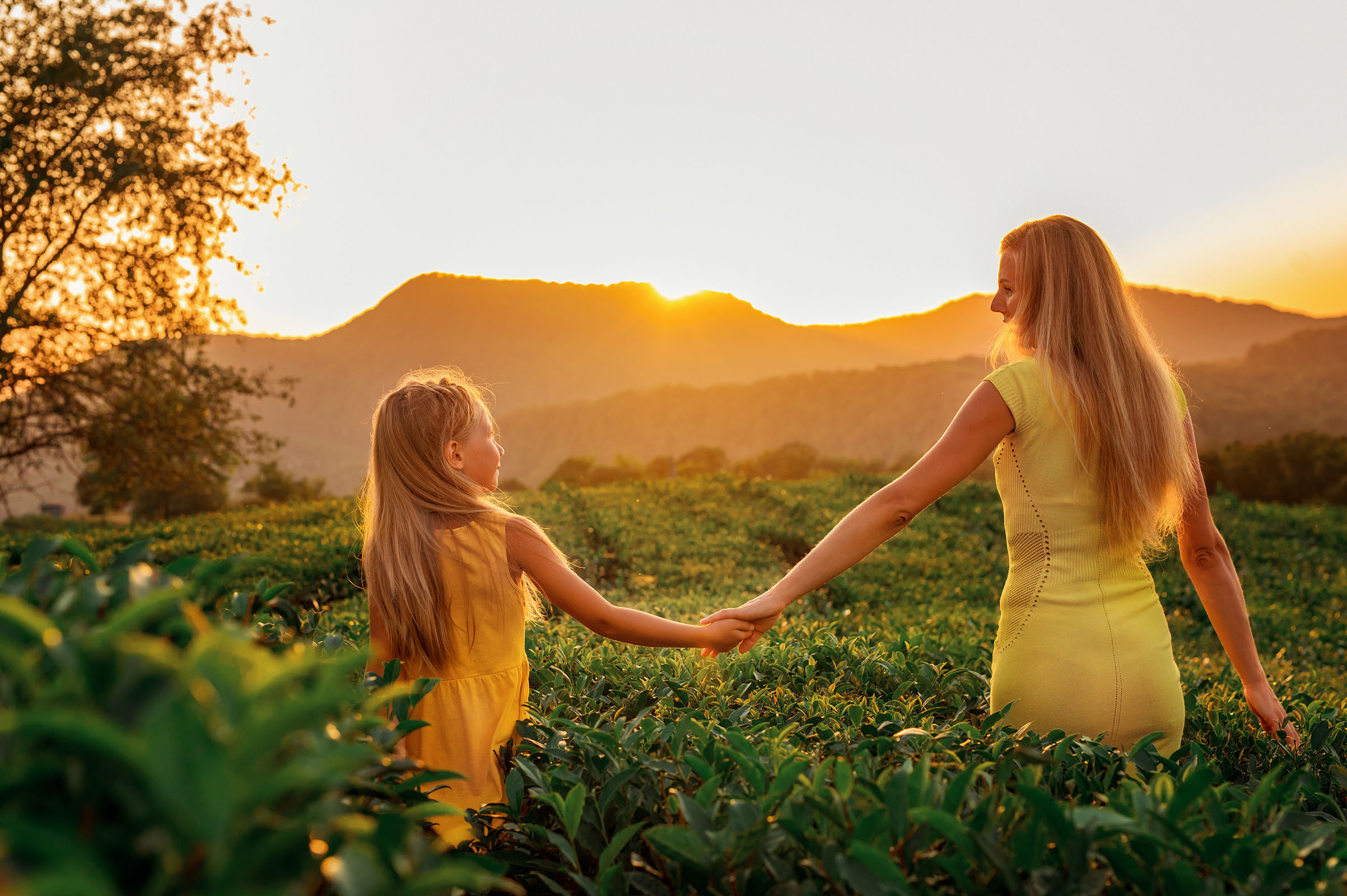 Чайные плантации. Фотограф в Сочи, Адлере, Сириусе и на Красной поляне Кушабаева Алёна