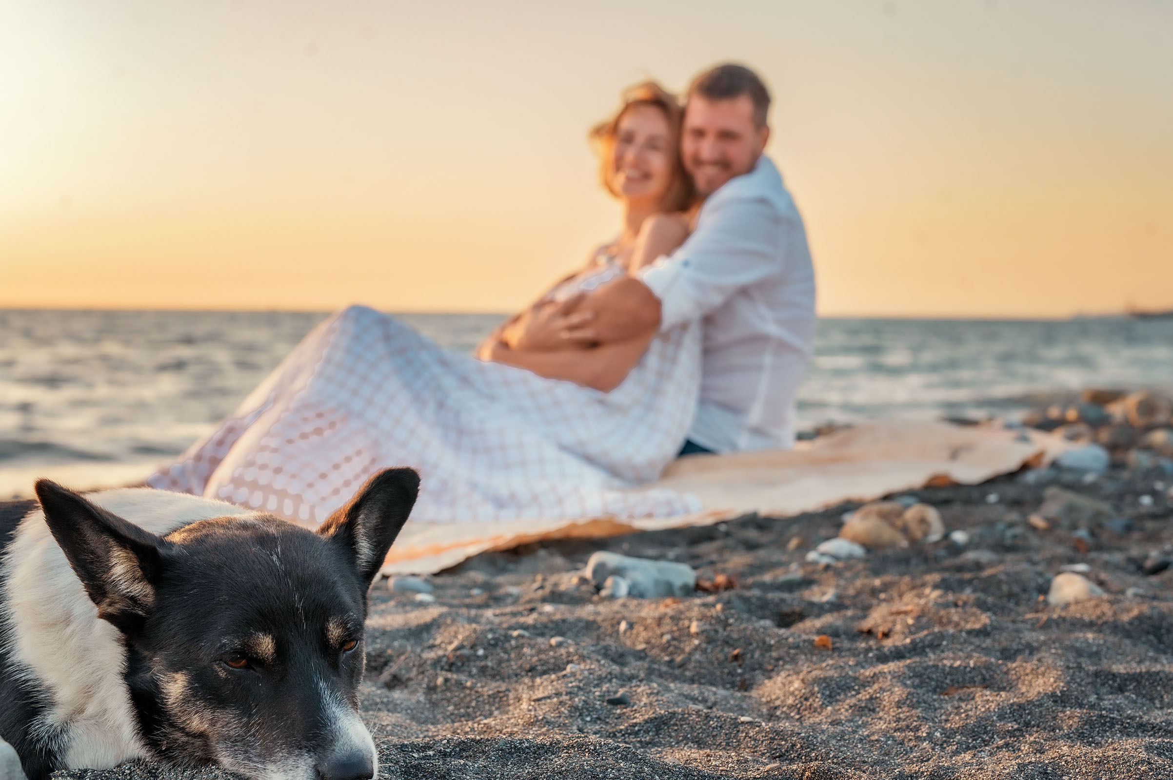 Собака попала на съемку в Сочи