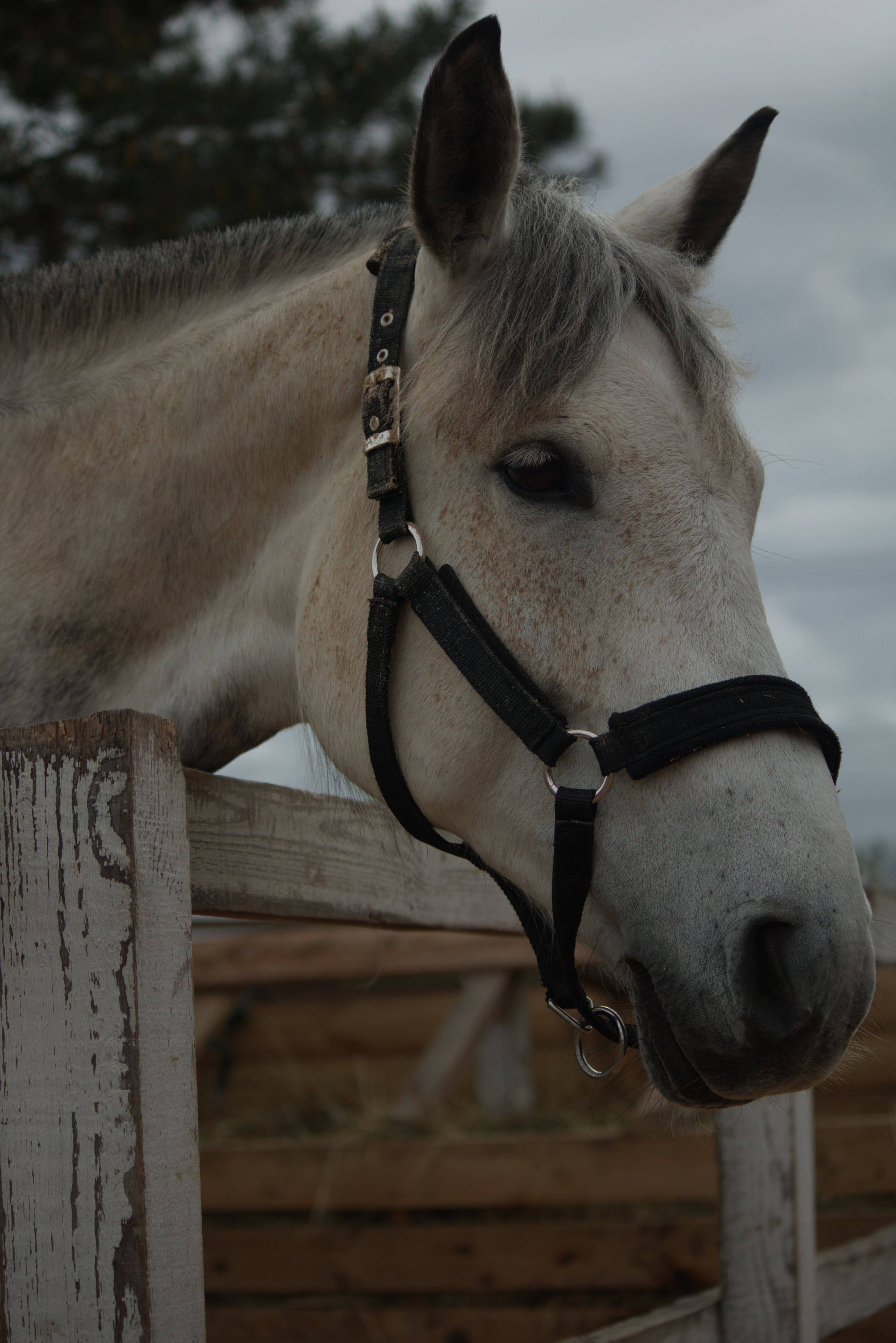 Белый конь,  портрет