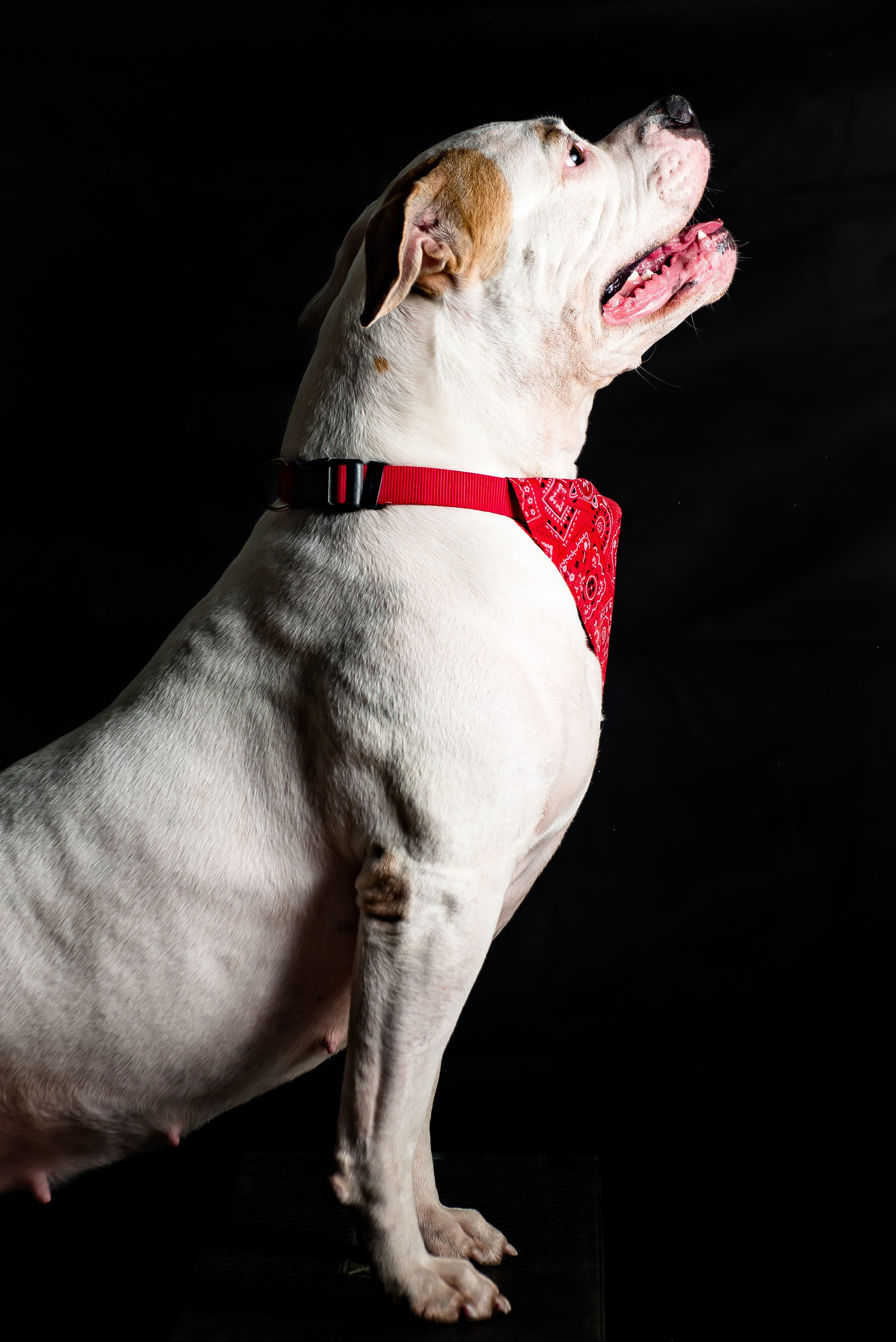 Фотограф собак. Фотограф Макс Огурцов в Нижнем Новгороде