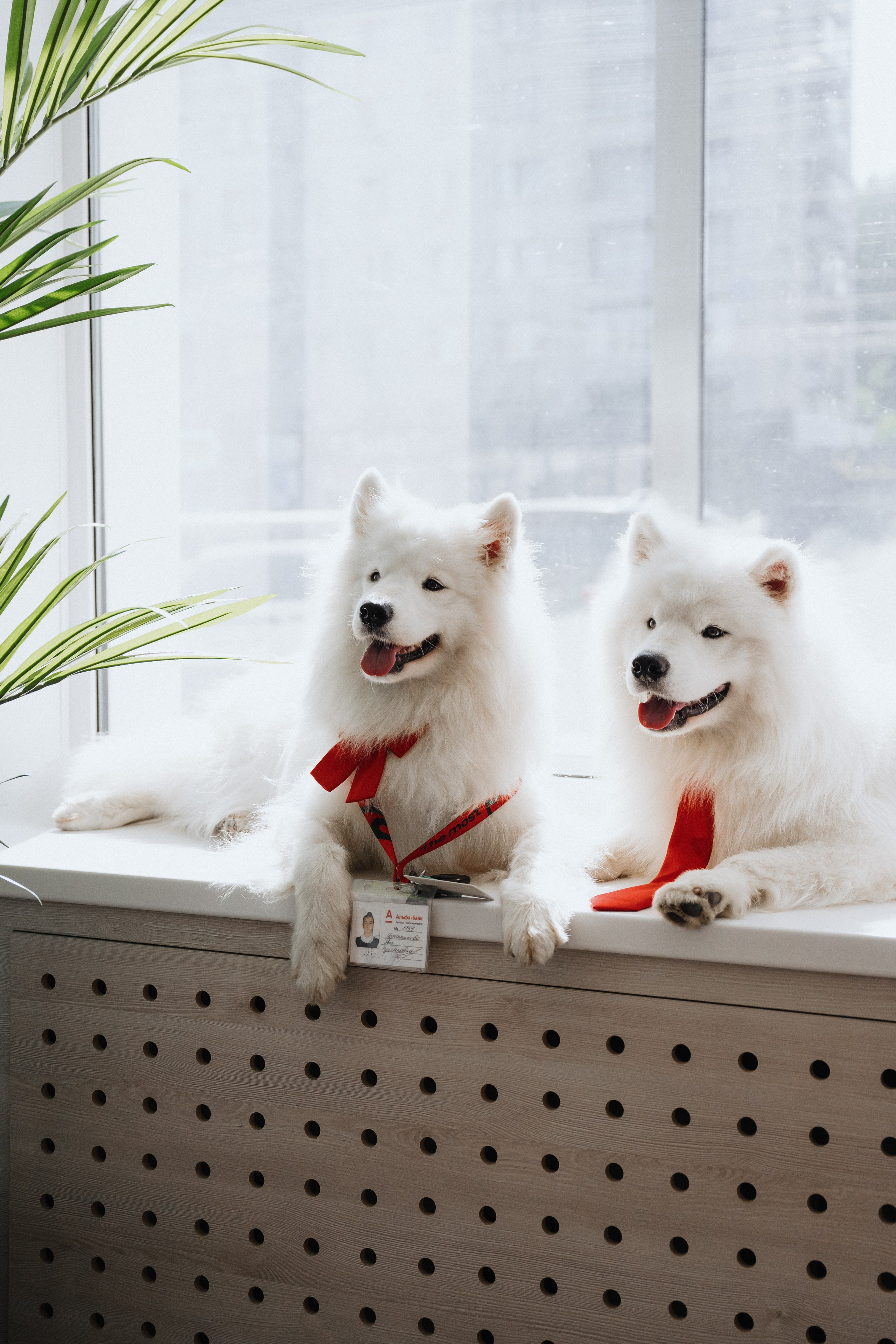 Фотосессия с самоедами