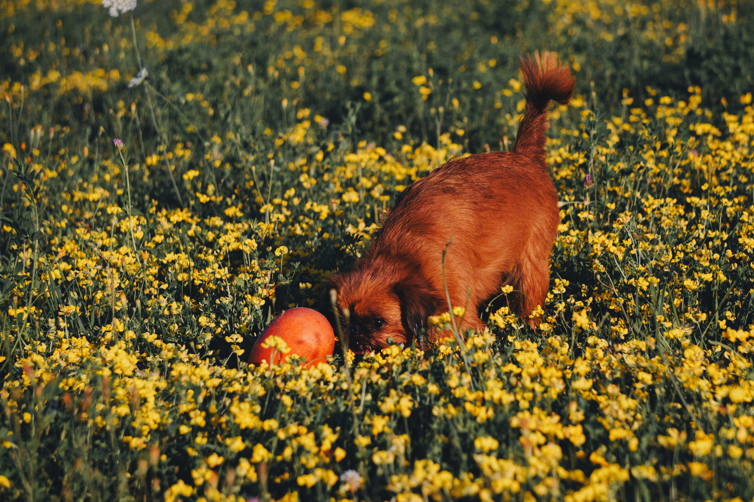 Катя и Яшма. Фотограф-анималист Ксения Воробьева, Москва
