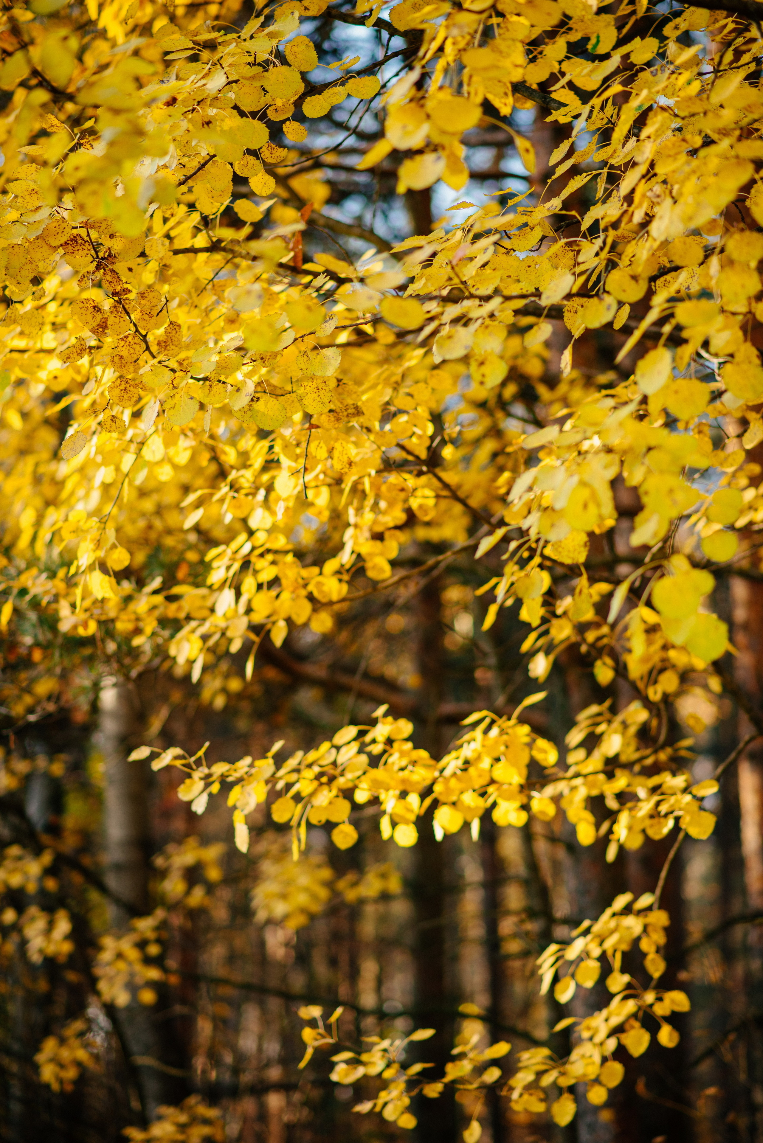 Октябрь. Фотограф в Санкт-Петербурге Юлия Стехова