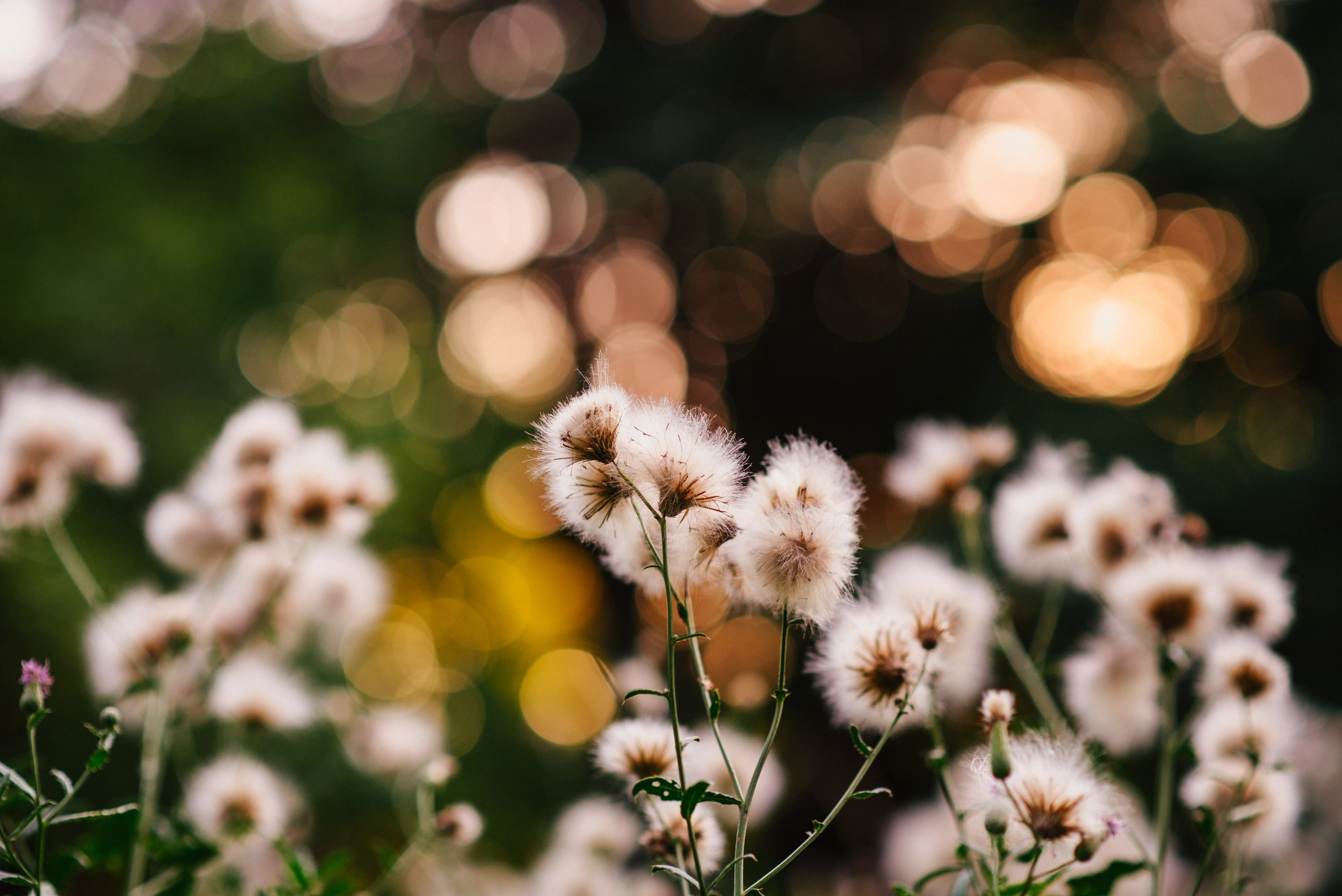 Прогулочная фотосессия, семейная. Фотограф в Санкт-Петербурге Юлия Стехова