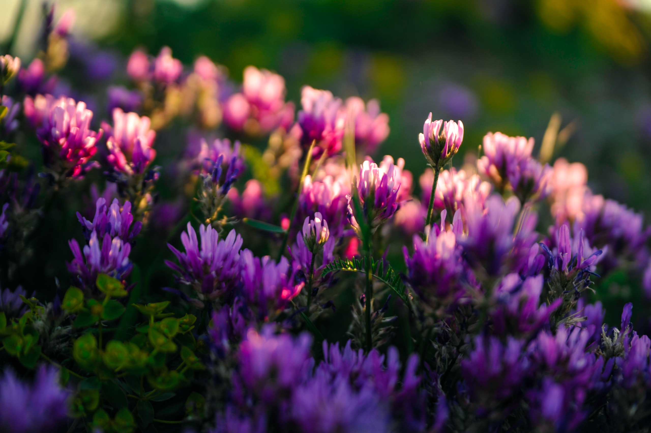 Love story  на природе. Фотограф в Санкт-Петербурге Юлия Стехова