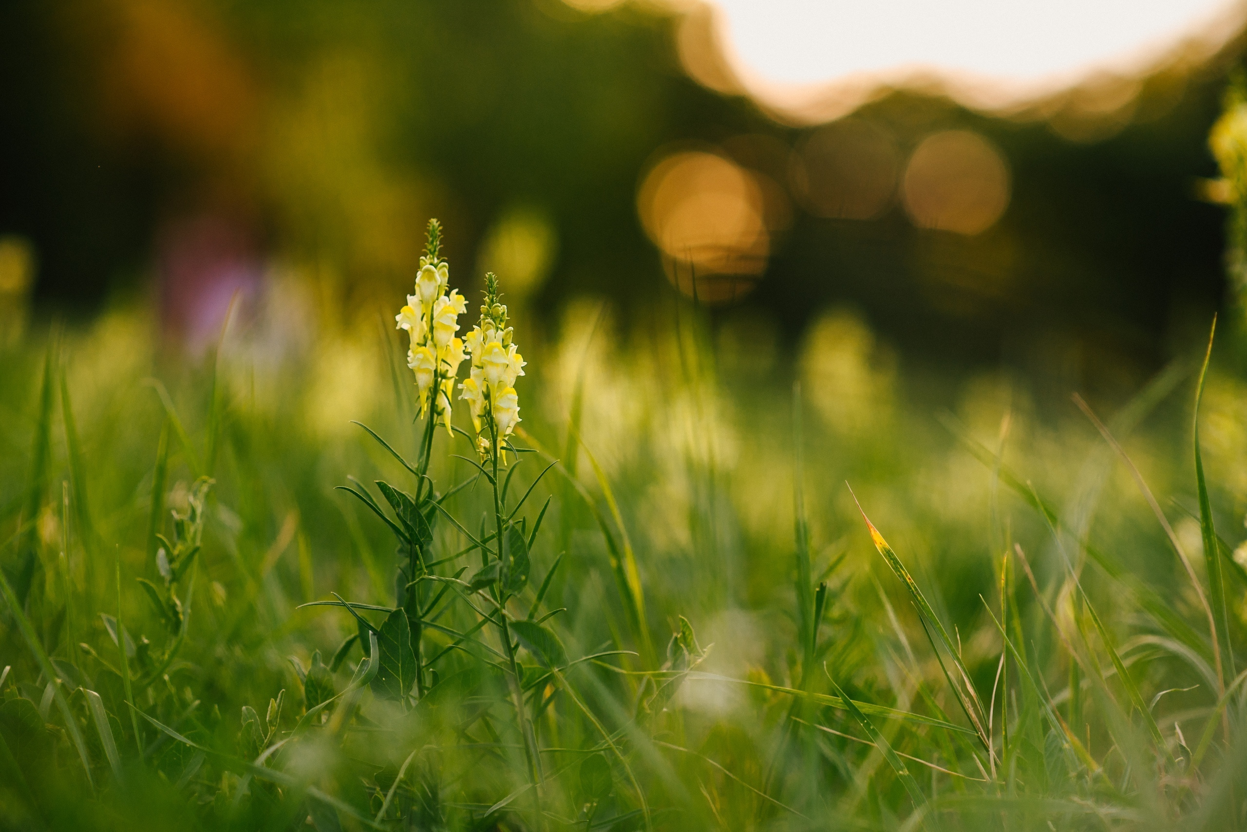 Прогулочная фотосессия, семейная. Фотограф в Санкт-Петербурге Юлия Стехова