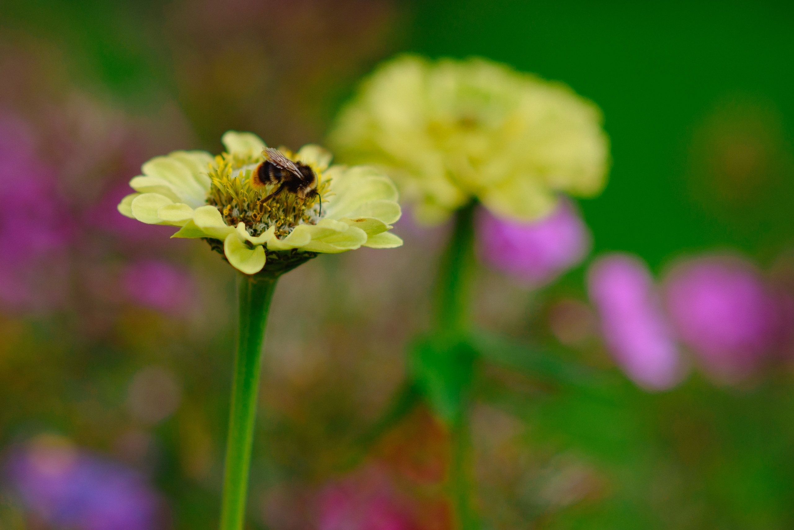 Фотограф. Фотограф в Санкт-Петербурге Юлия Стехова