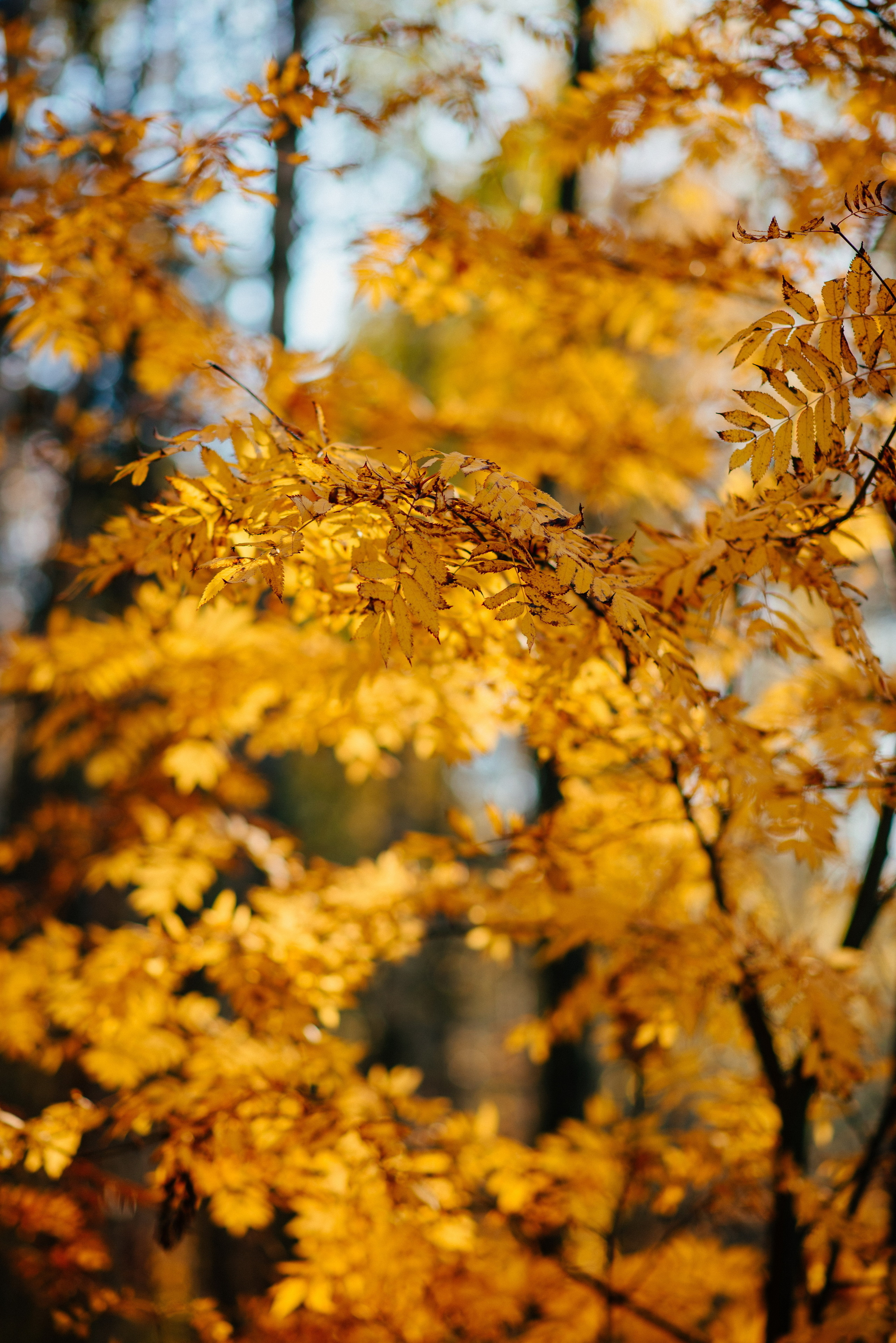 Октябрь. Фотограф в Санкт-Петербурге Юлия Стехова