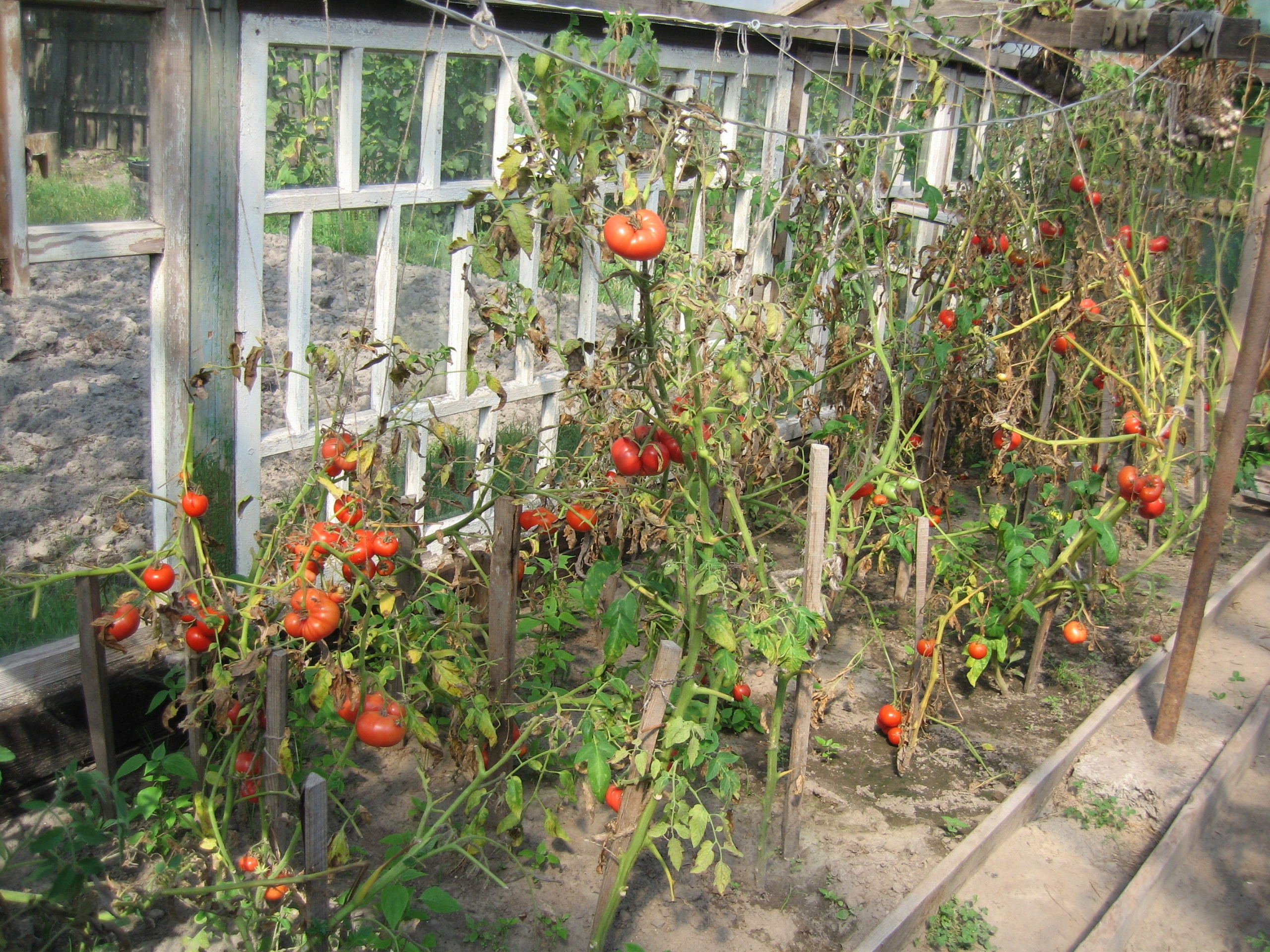 Грядки с помидорами в теплице. Растения подвязаны к деревянным опорам. Видны спелые помидоры и зелёные листья.