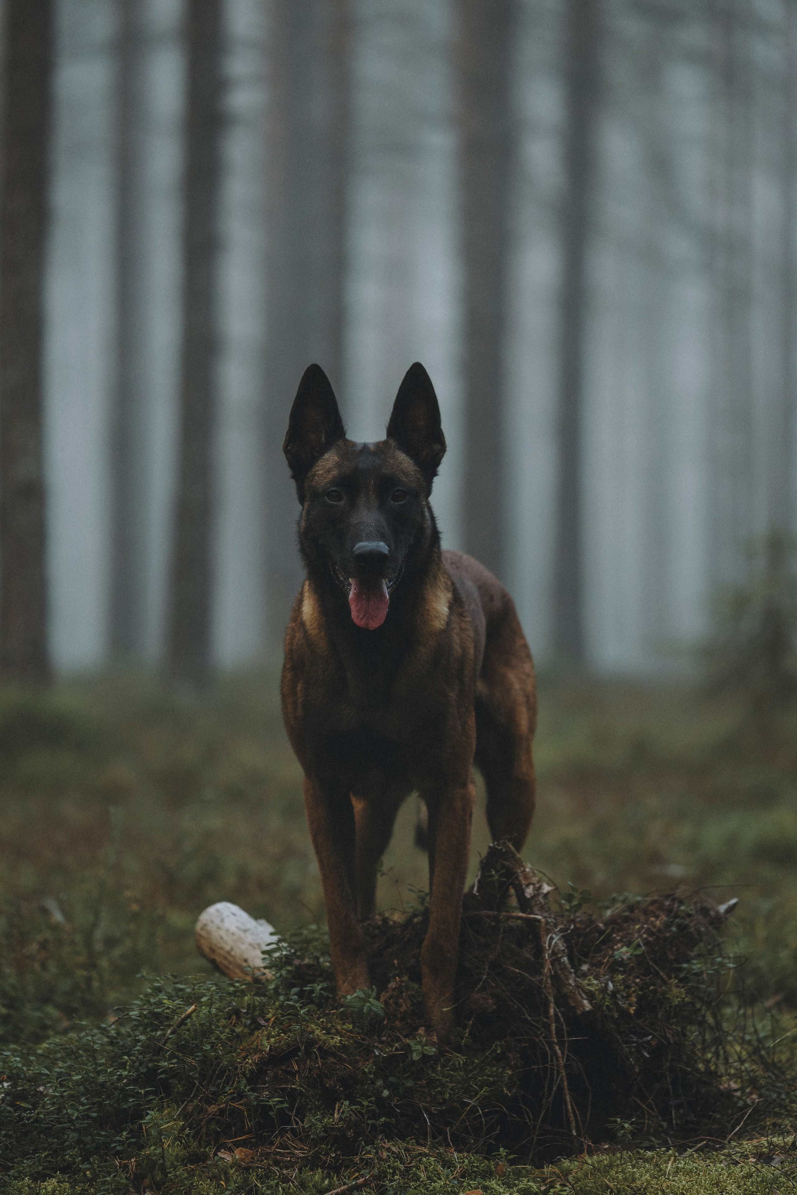 Рики и Цедра. Фотограф-анималист Анна Маринич