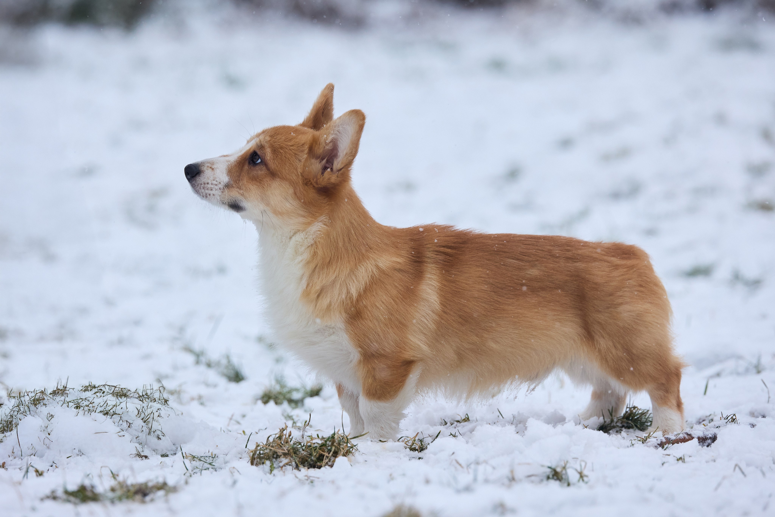 Пиар. Фотограф Ирина Астор