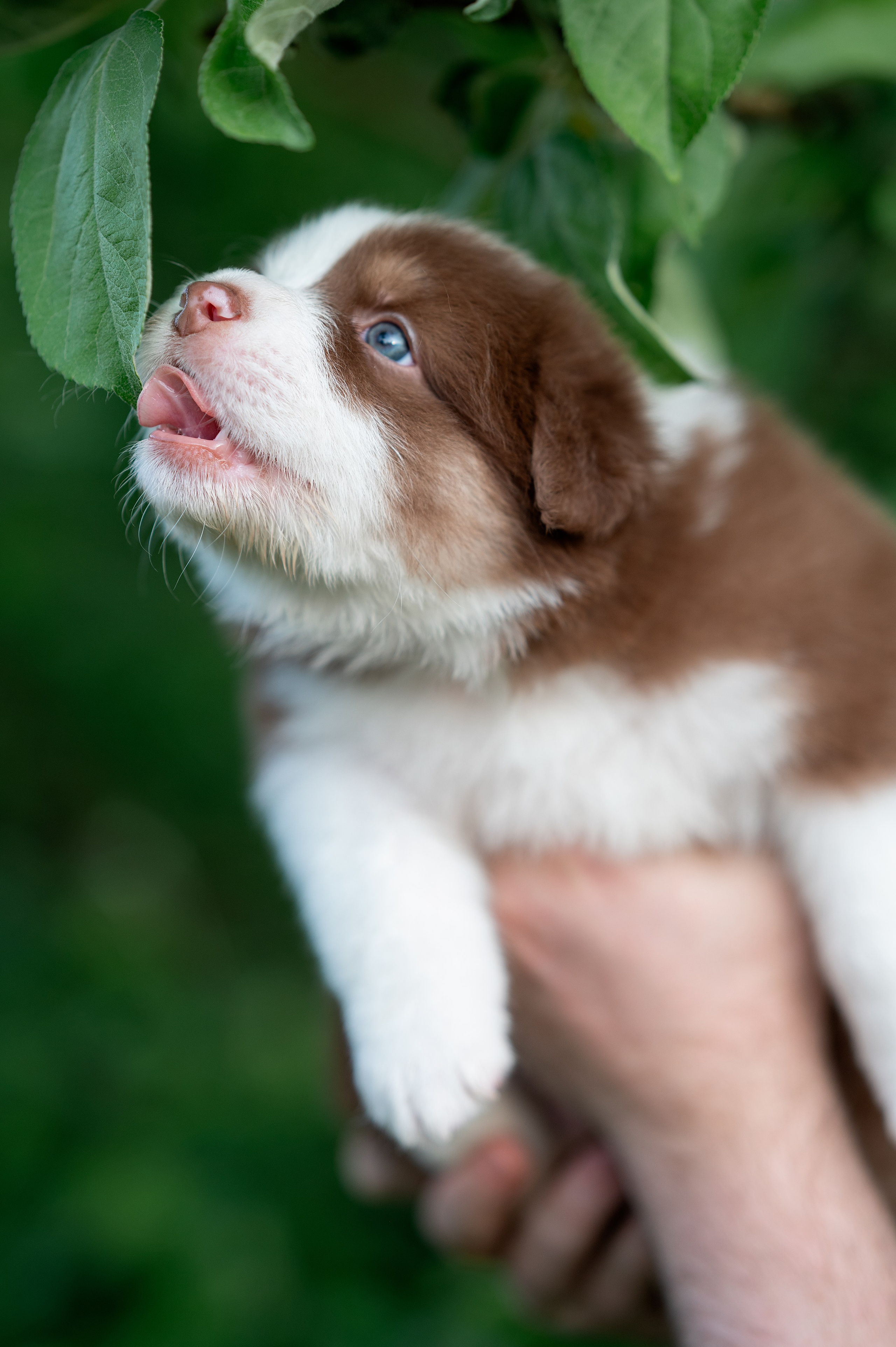 Заводчик Елизавета Степанова. Творческий фотограф Вологда
