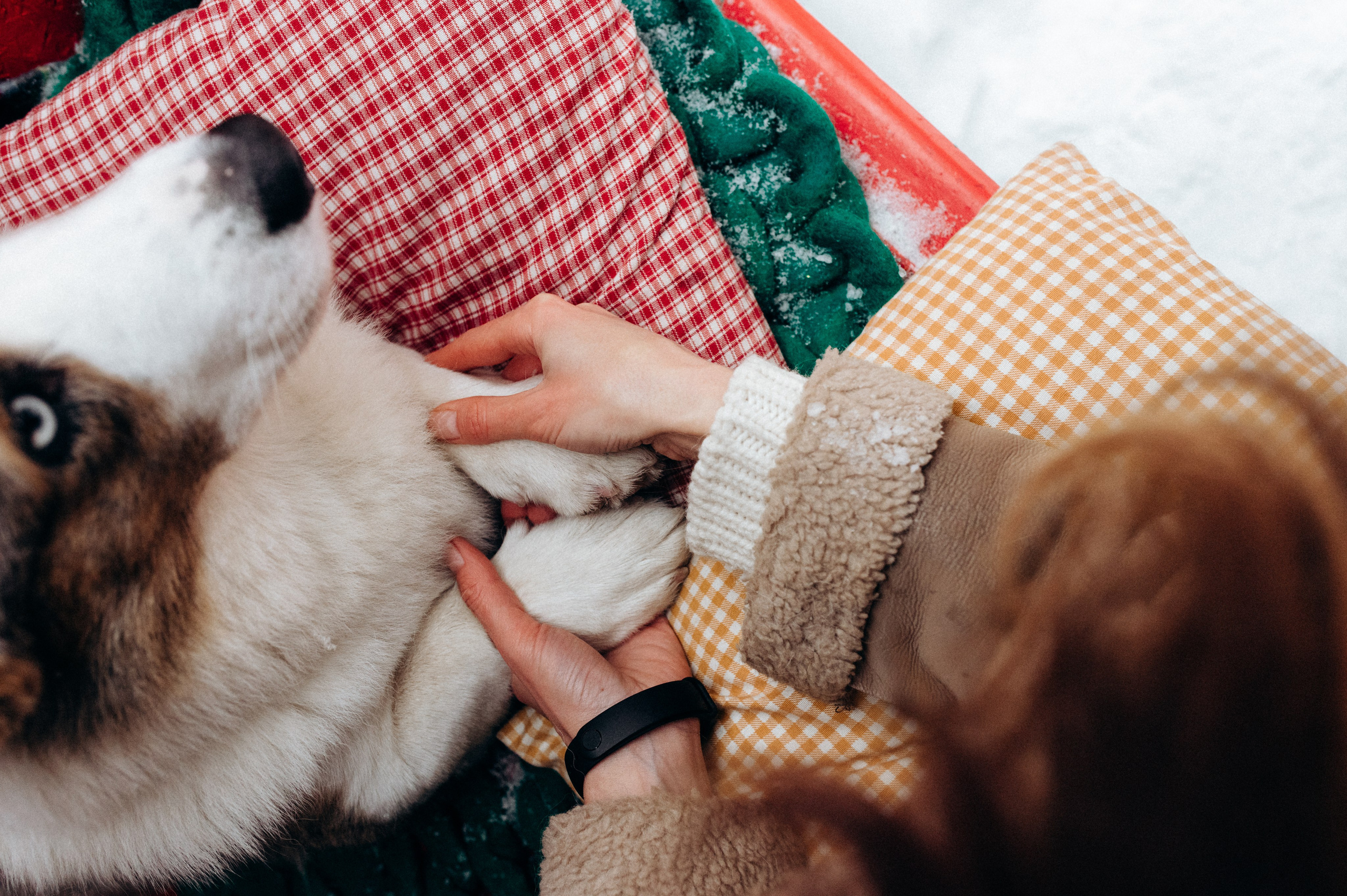 Маша и Дэф. Фотограф анималист в Москве Ольга Агушева