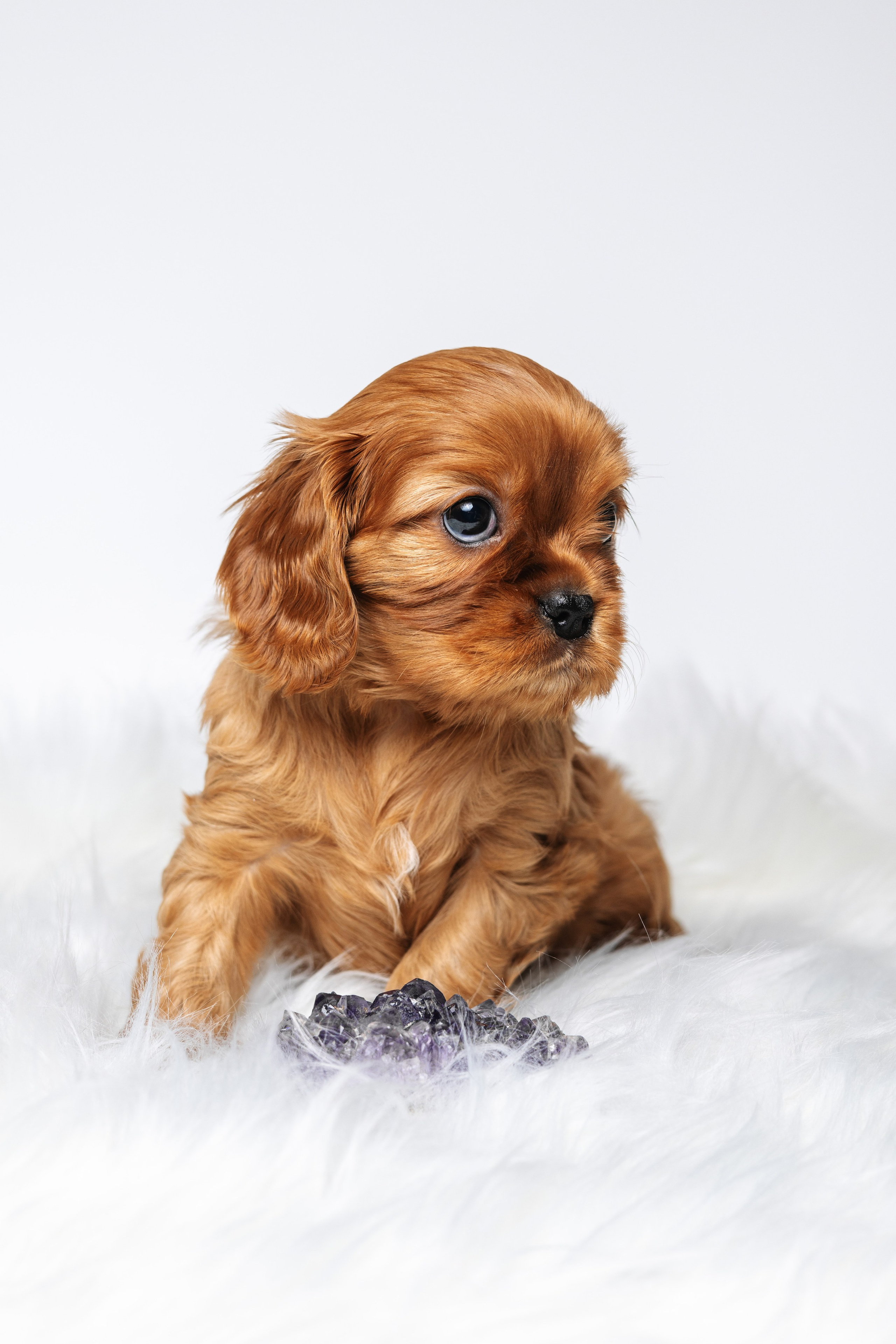 ККЧС. Фотограф анималист Осипчикова Мария