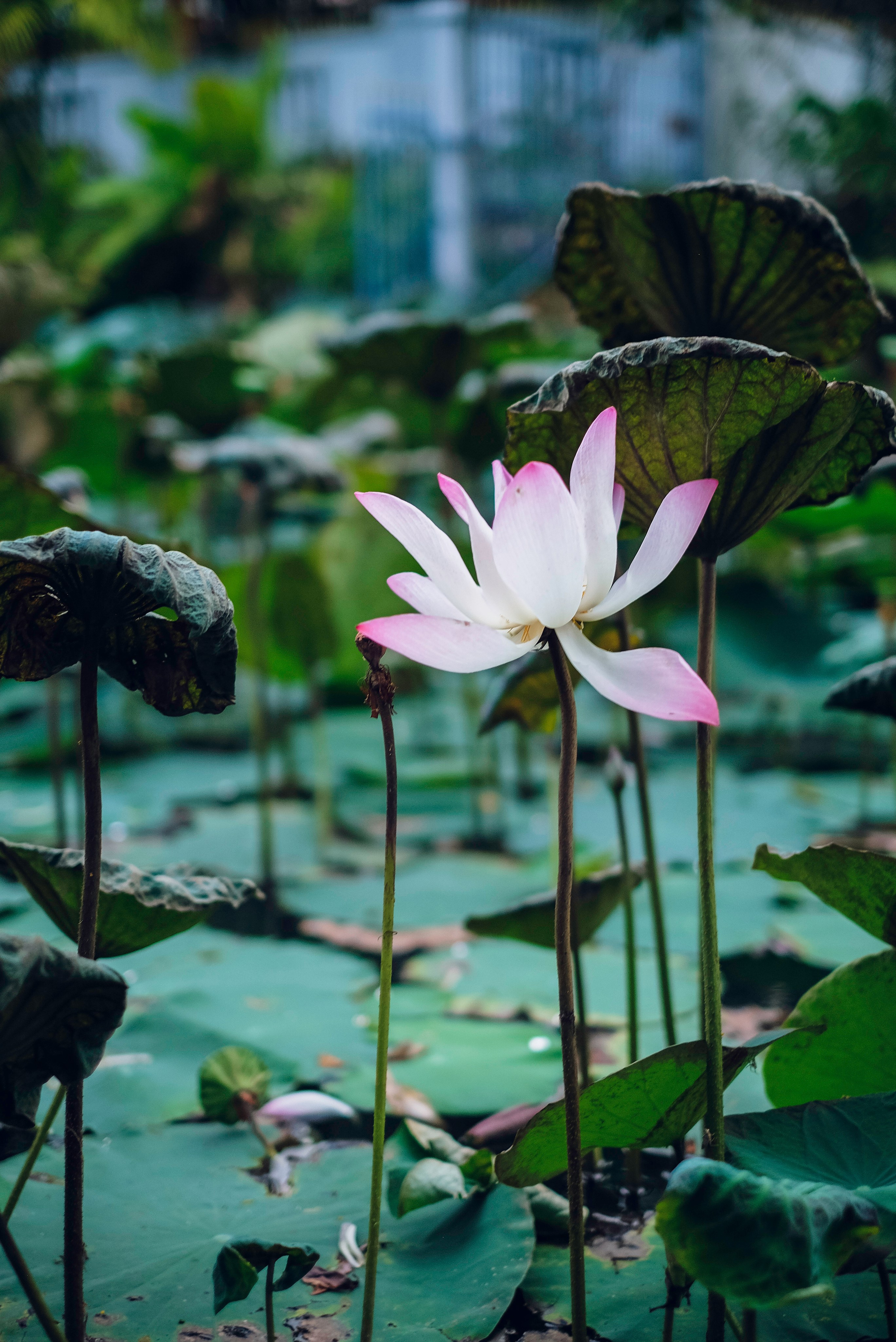 Оля. Семейный и портретный фотограф в Санкт-Петербурге Маргарита Кряклина