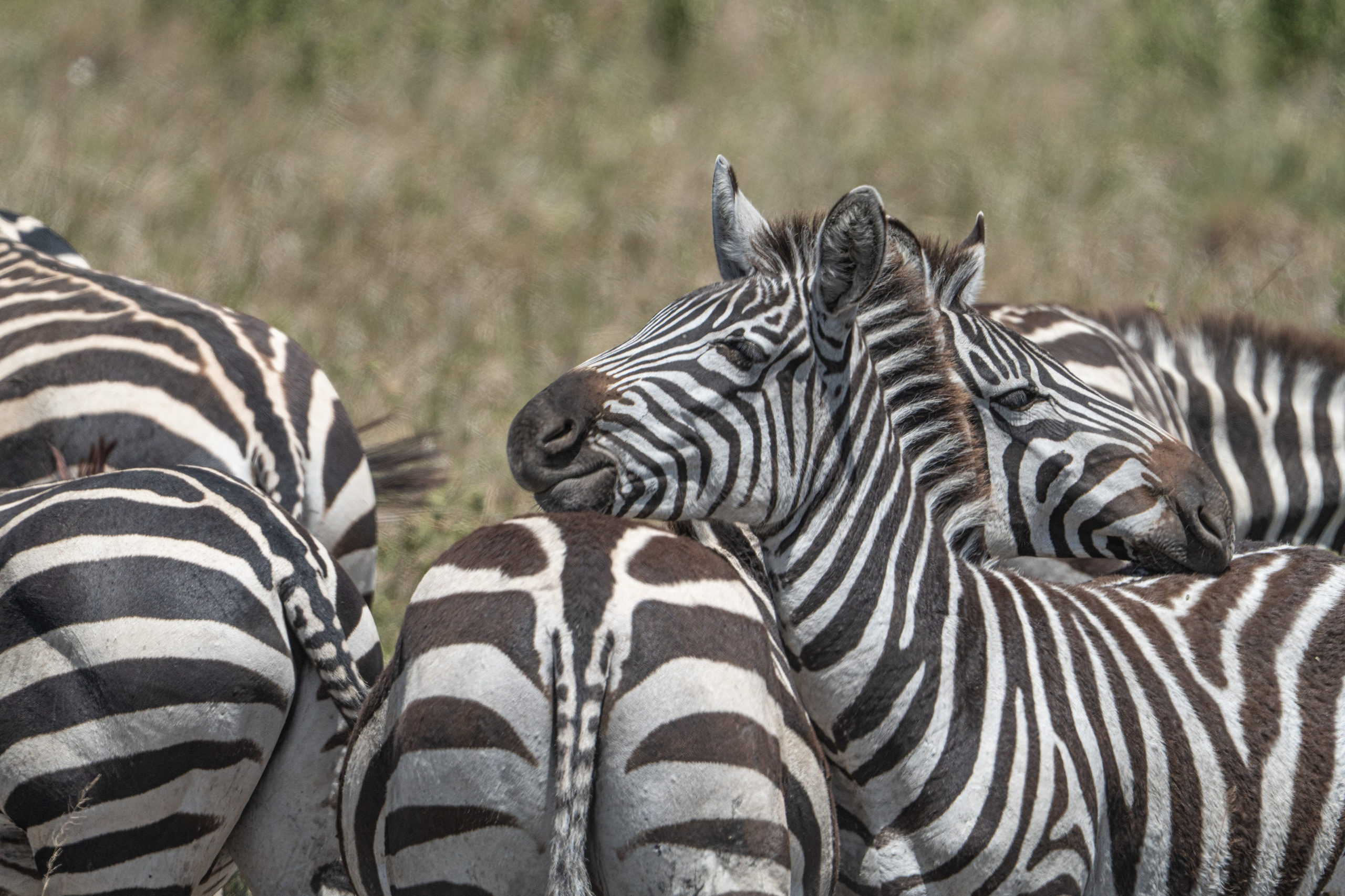 Танзания, сафари, 2025. Творческие сьемки