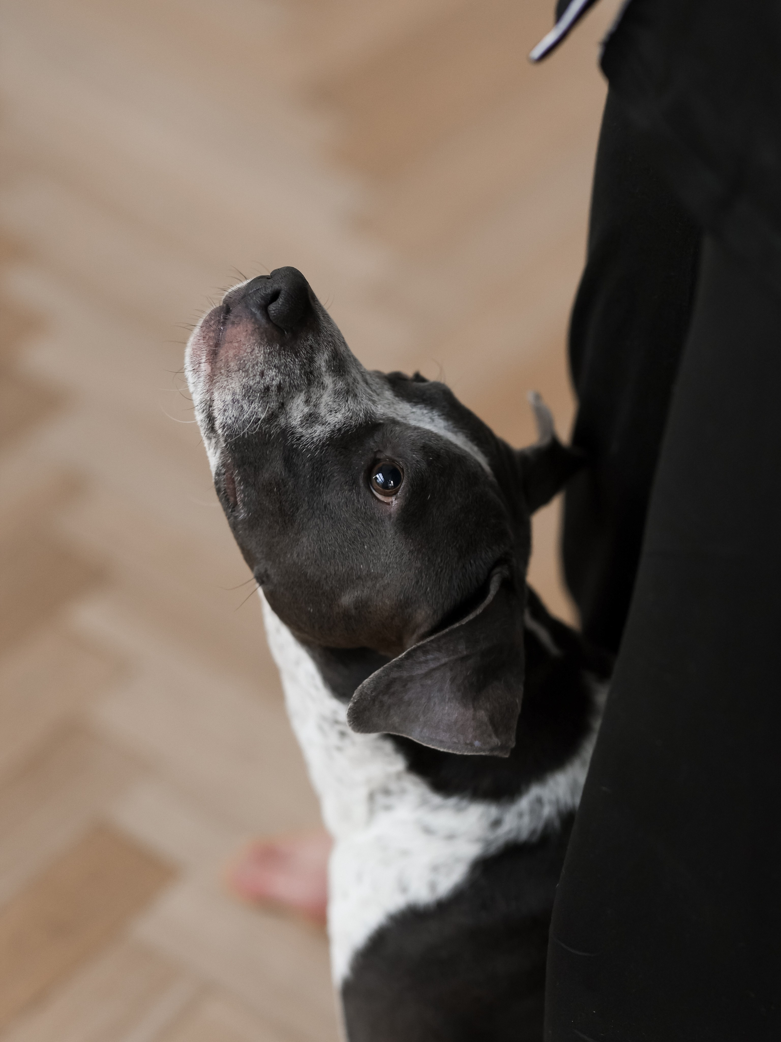 Тортик Даша и Никита. Фотограф-анималист в Москве Кириллова Татьяна