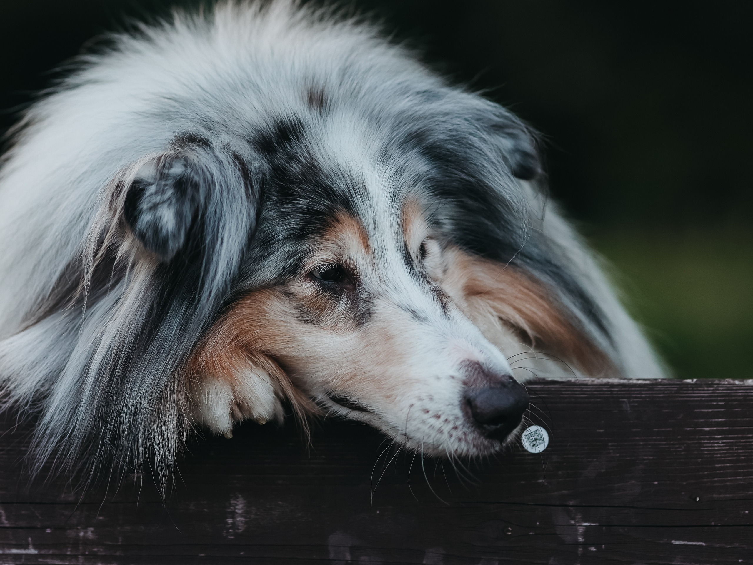 Гранд и Инга. Фотограф-анималист в Москве Кириллова Татьяна