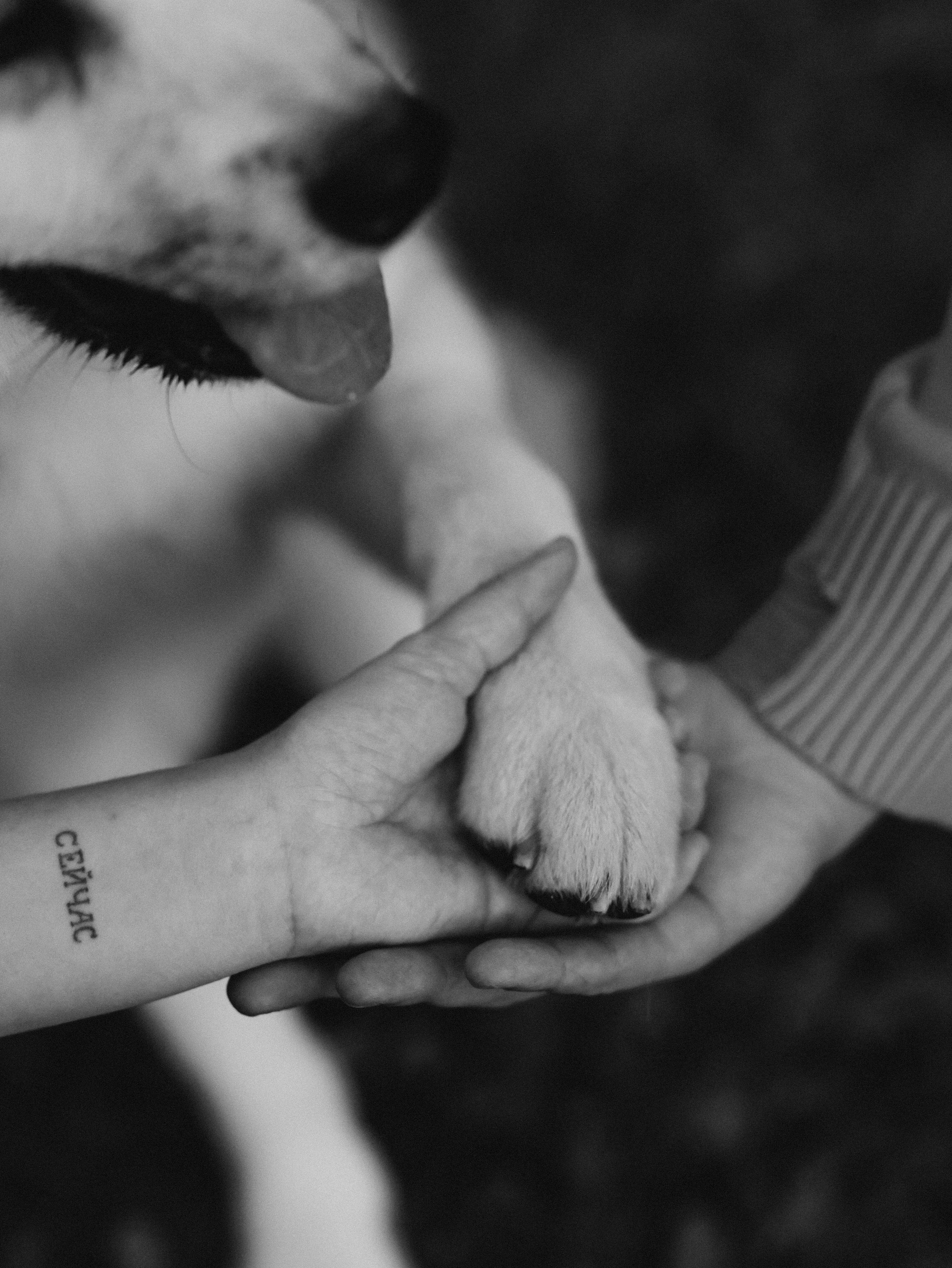 Гранд, Вика и Степан. Фотограф-анималист в Москве Кириллова Татьяна