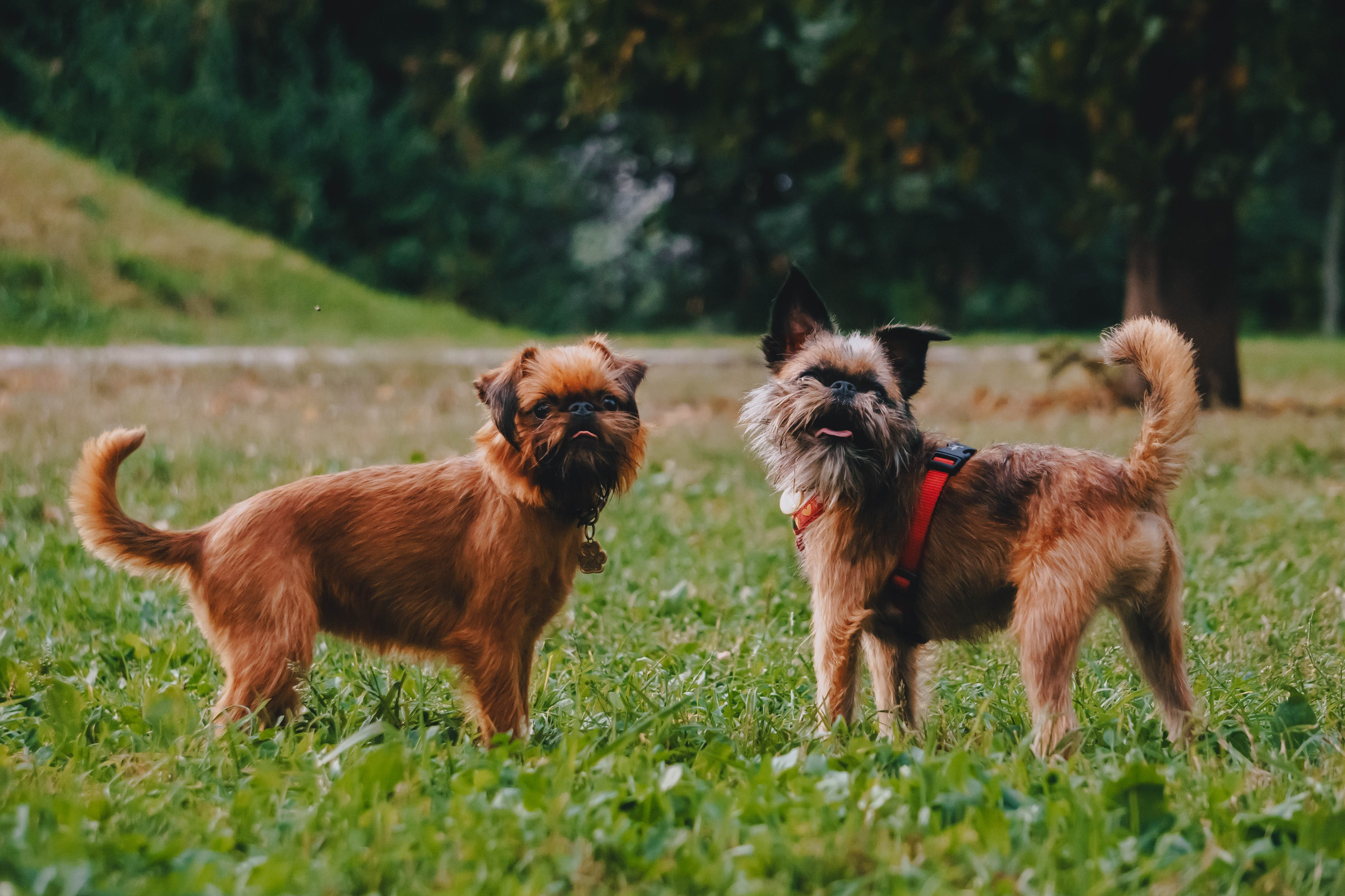 Мини-туса гриффоны и брабансоны. Фотограф-анималист Ксения Воробьева, Москва