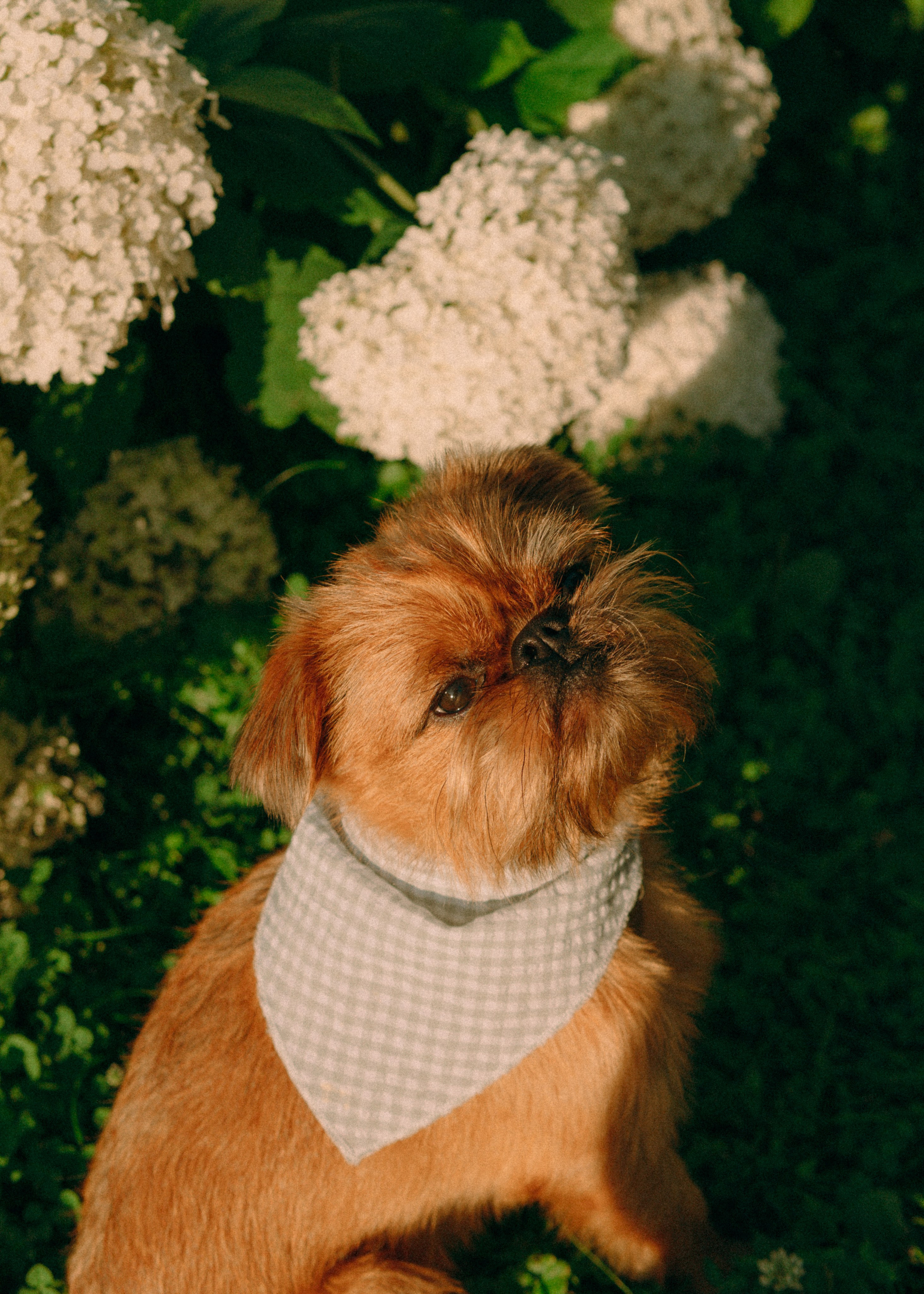 Лена и Альфи. Фотограф-анималист Ксения Воробьева, Москва
