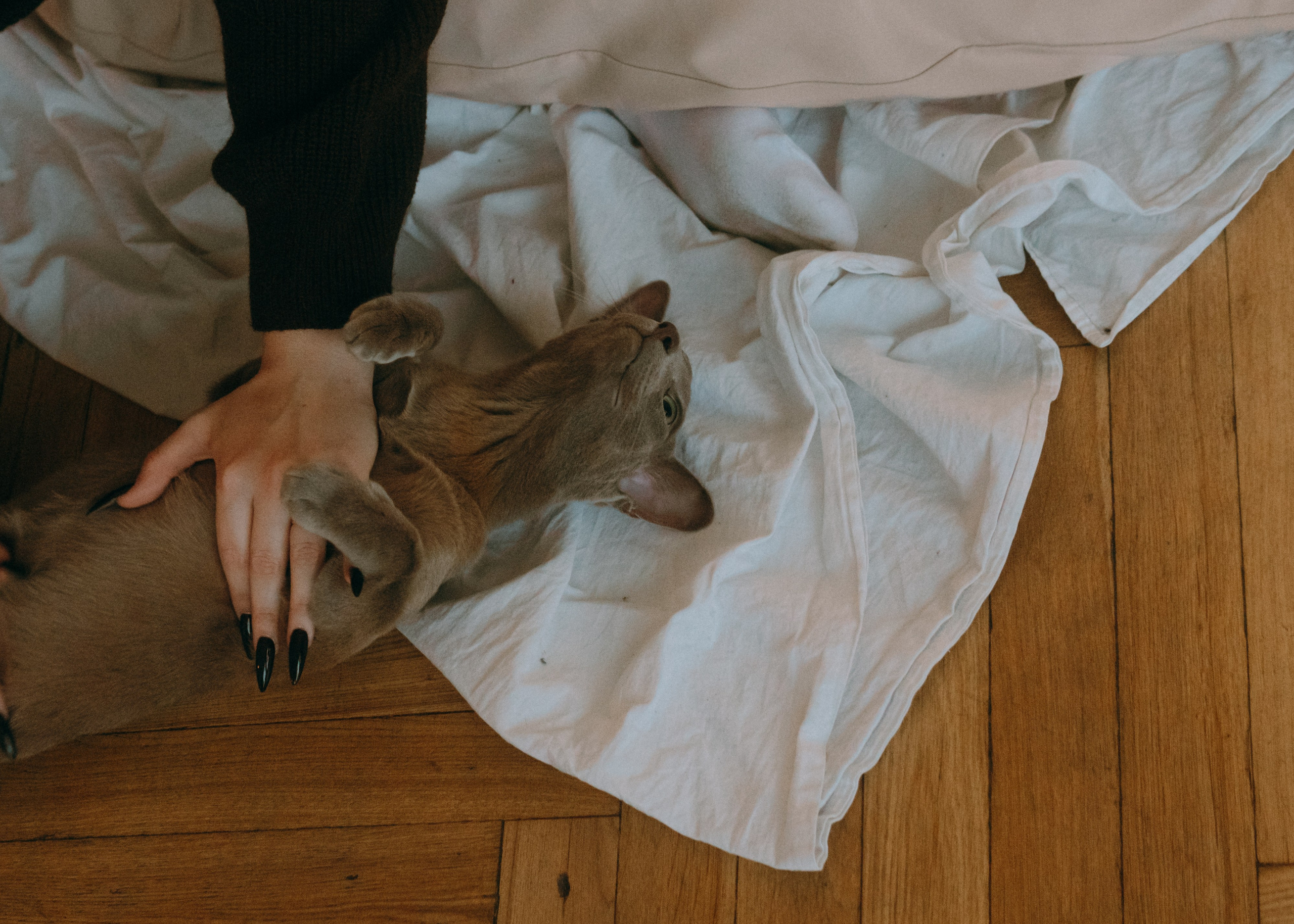 Амина, Булат и Орион. Фотограф-анималист Ксения Воробьева, Москва