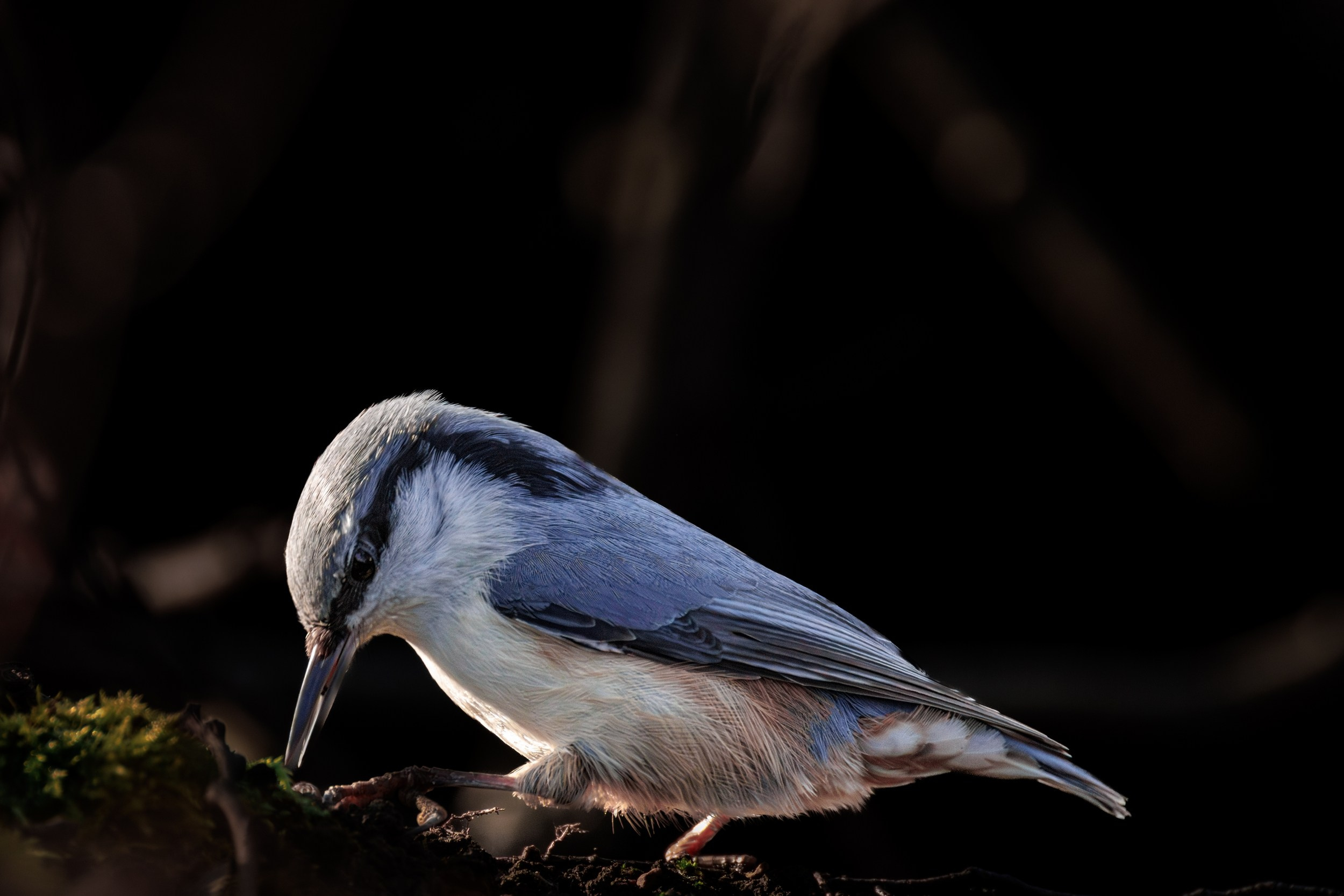 Поползень. Фотограф дикой природы Роман Исаенков