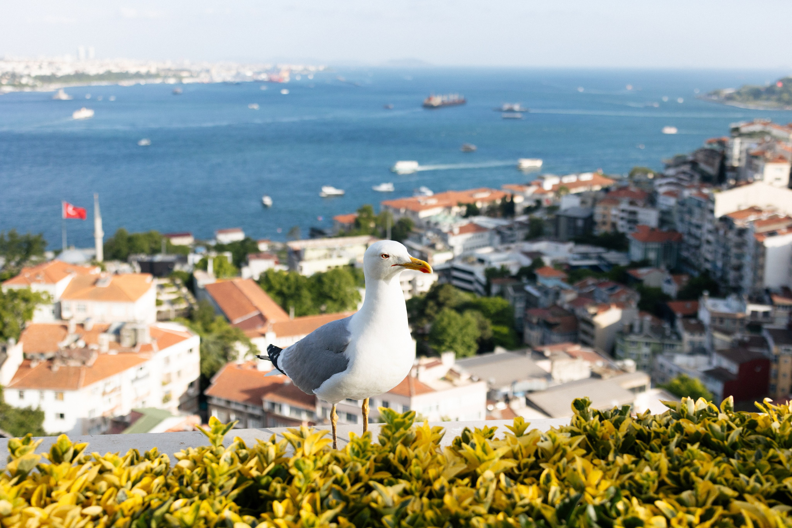 Мария и Роман. Свадебный фотограф Москва Степановский Александр