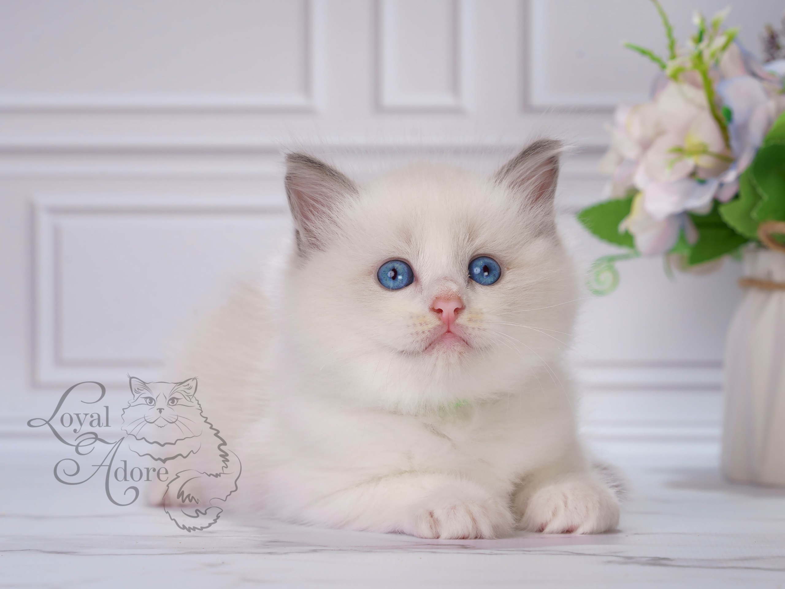 Котята рэгдолл от Loyal Adore. Питомник рэгдолл Loyal Adore