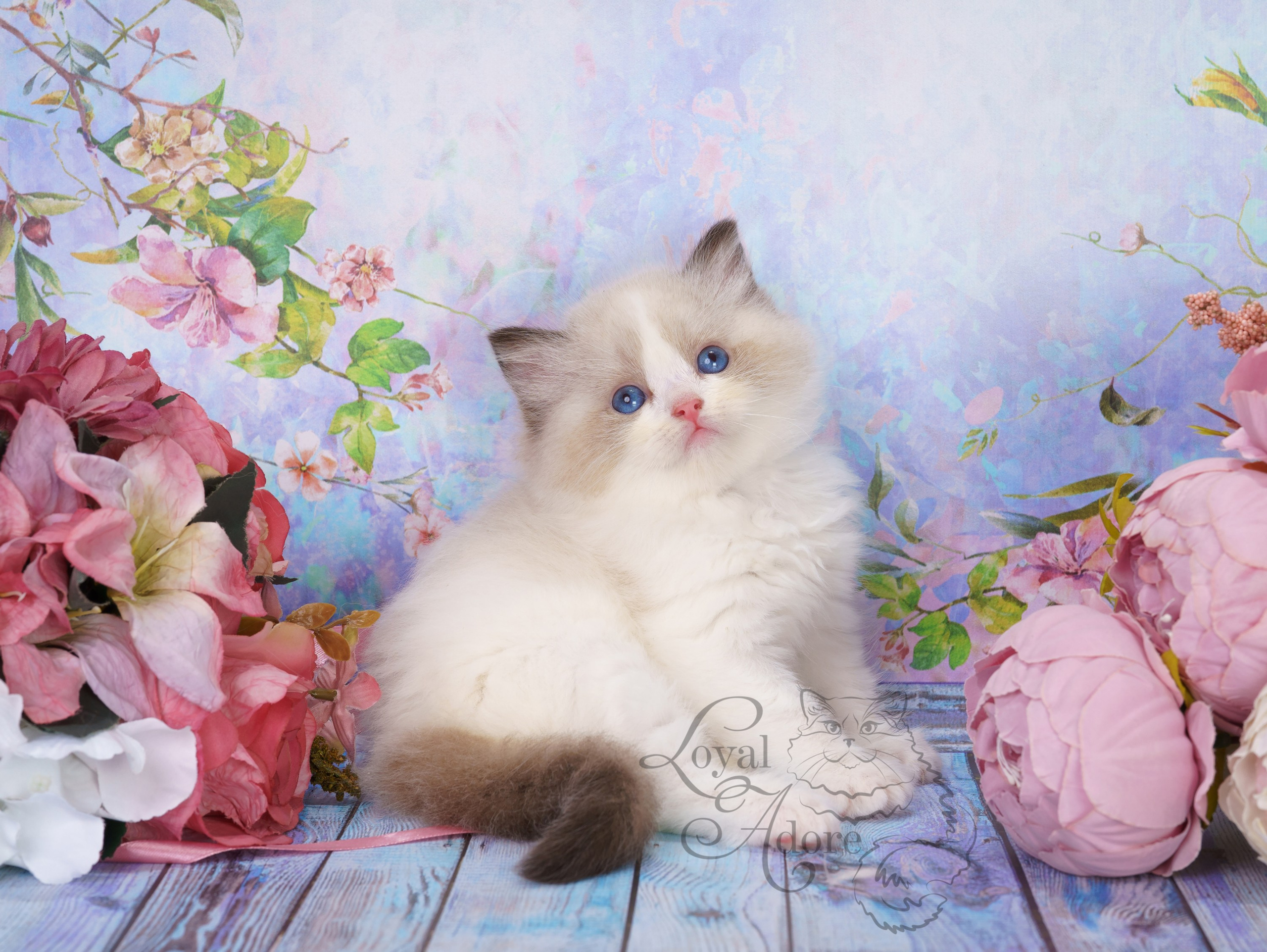 Котята рэгдолл от Loyal Adore. Питомник рэгдолл Loyal Adore