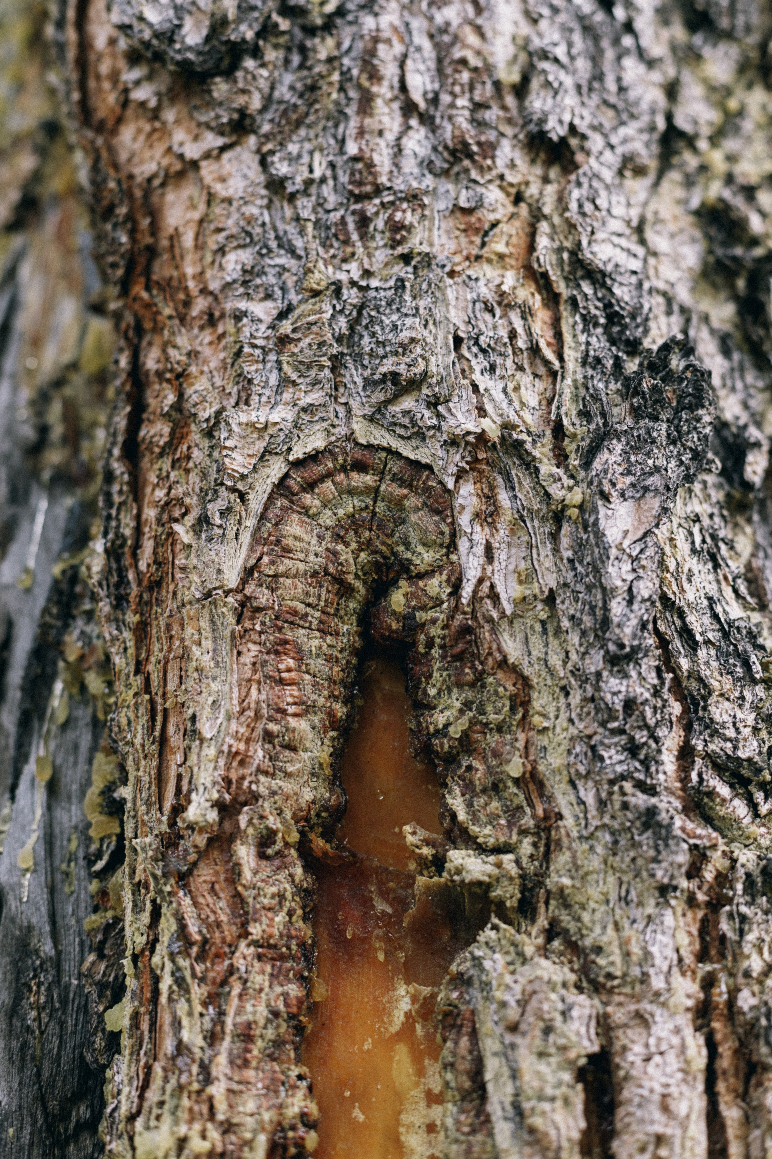 Алтай, природа и эстетика. Александр Чернин. Семейный и событийный фотограф