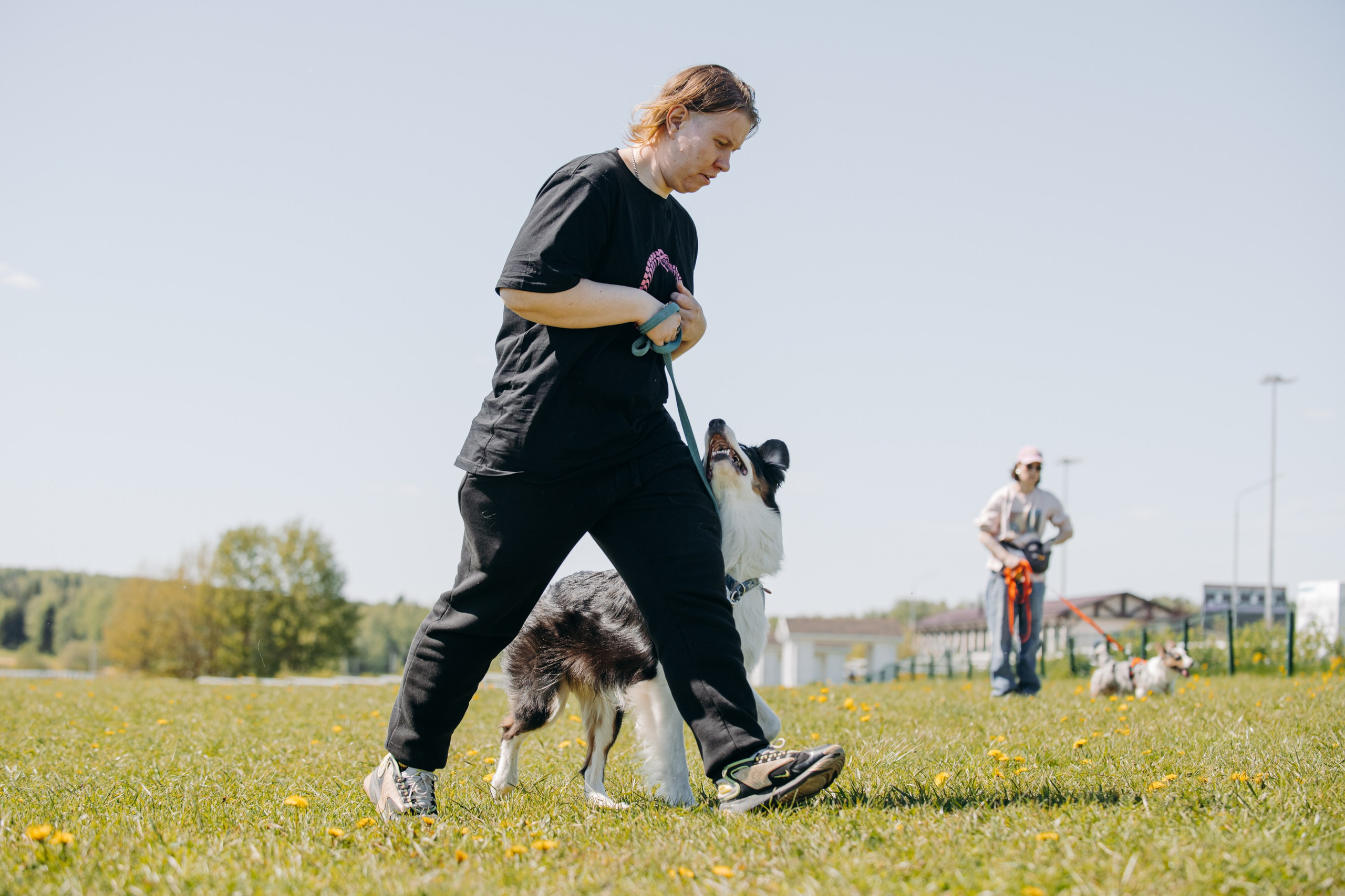 Синдра. BLGKV питомник собак