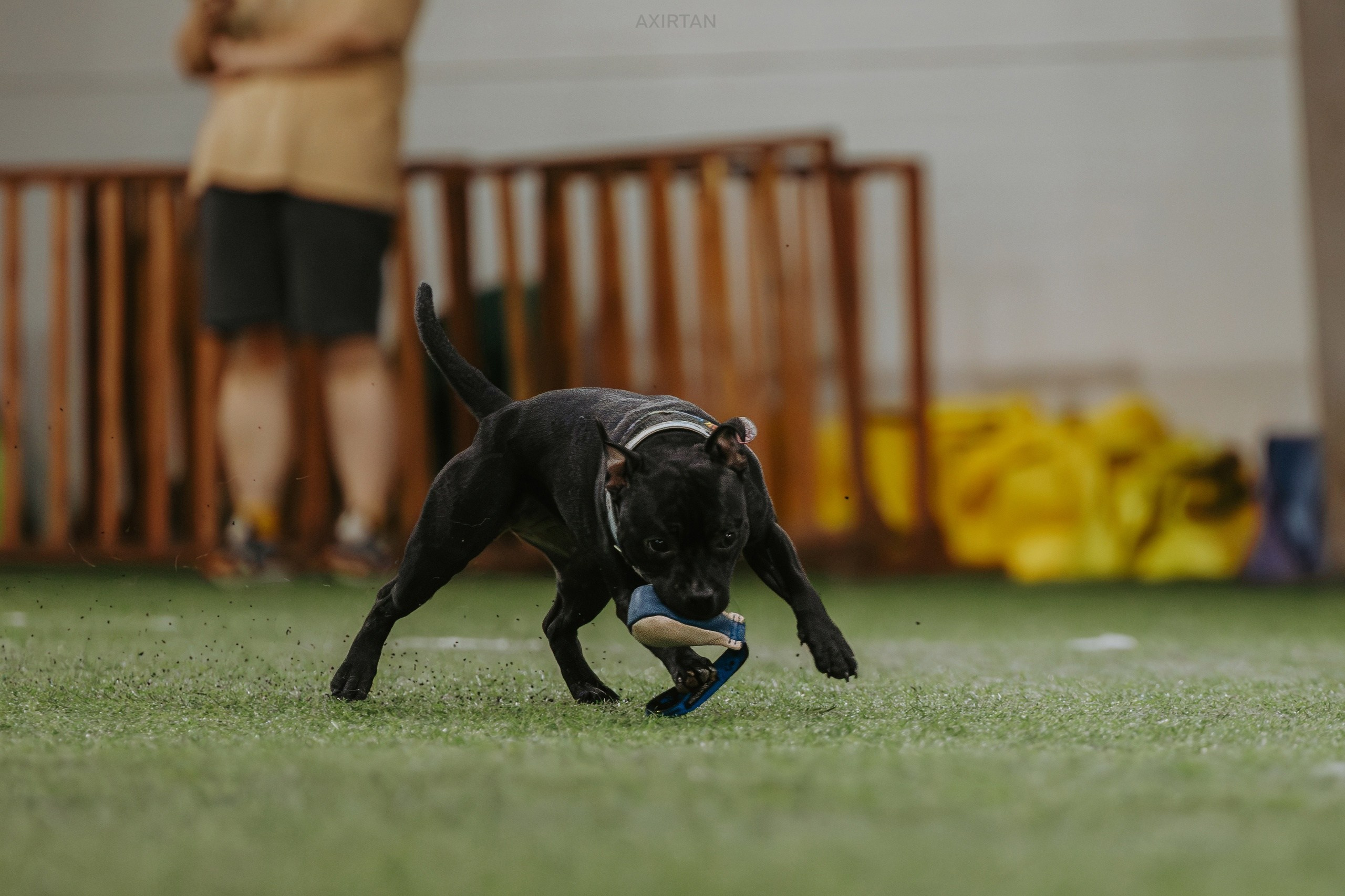 Тсахик. BLGKV питомник собак
