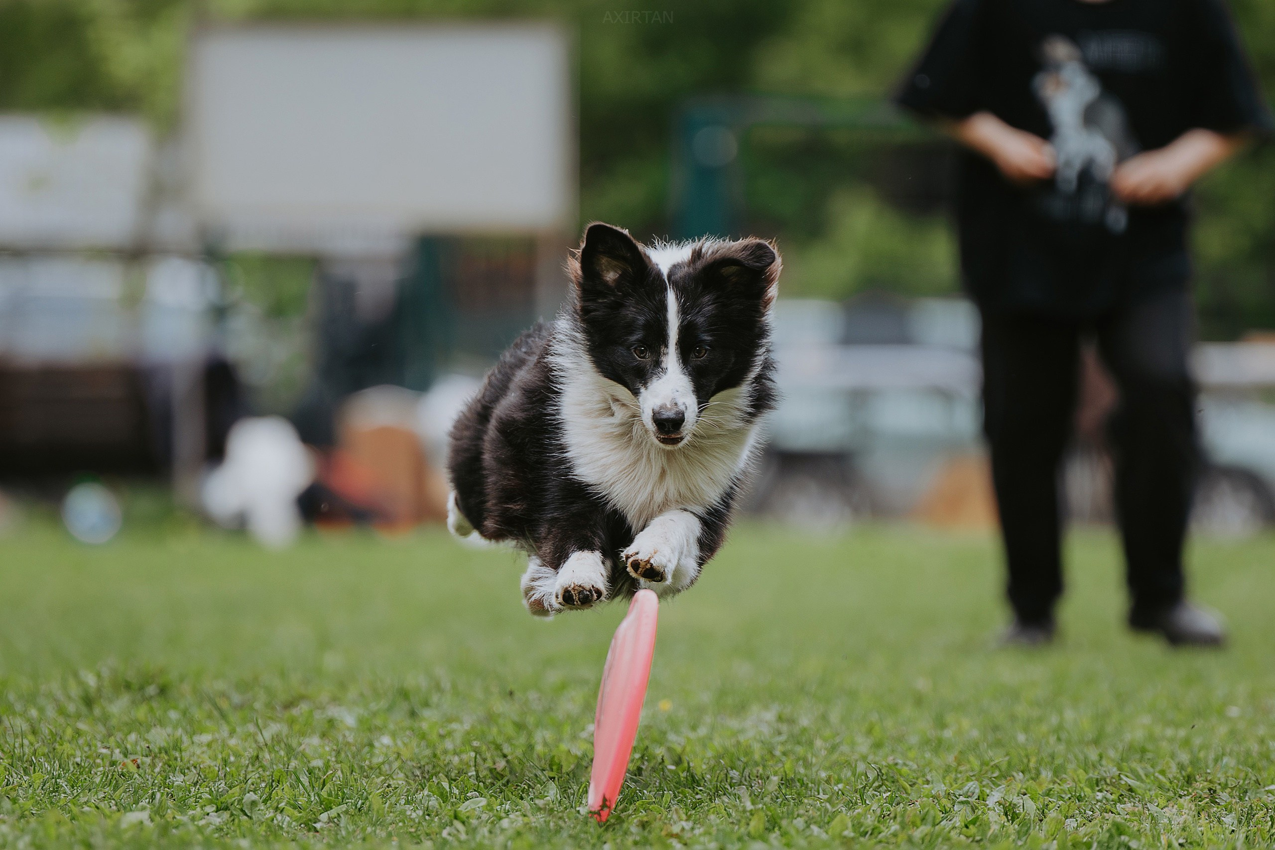 Кубрау. BLGKV питомник собак
