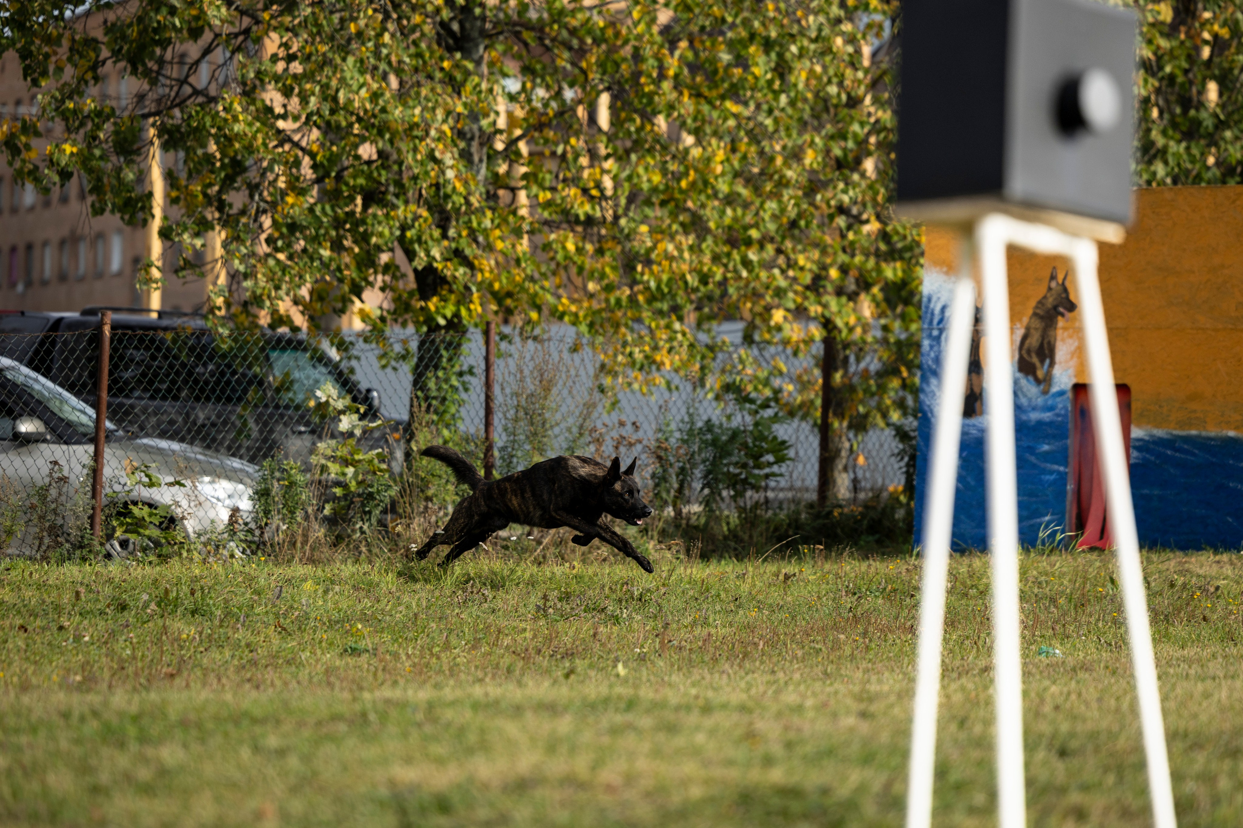 Испытания по Мондьорингу г. Пушкин. Фотограф-анималист Анна Маринич