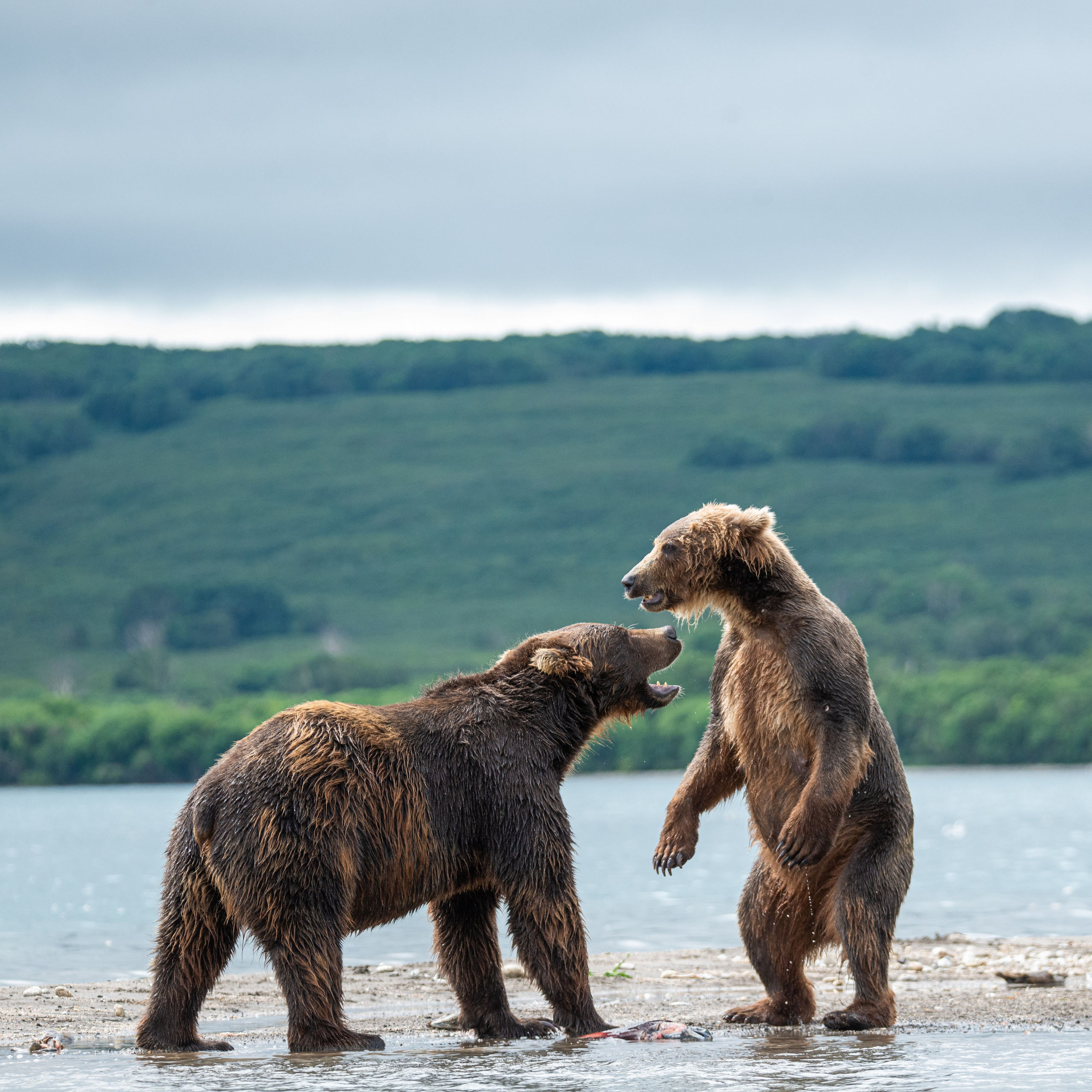 Камчатка — земля медведей. Игорь Иванко — Репортажный и событийный фотограф. Москва