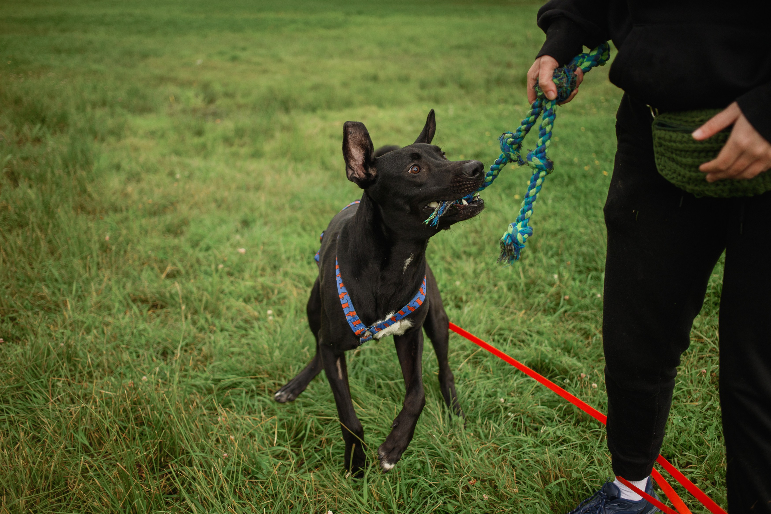 Отис ищет дом. Портретный фотограф в Санкт-Петербурге Катя Протасевич