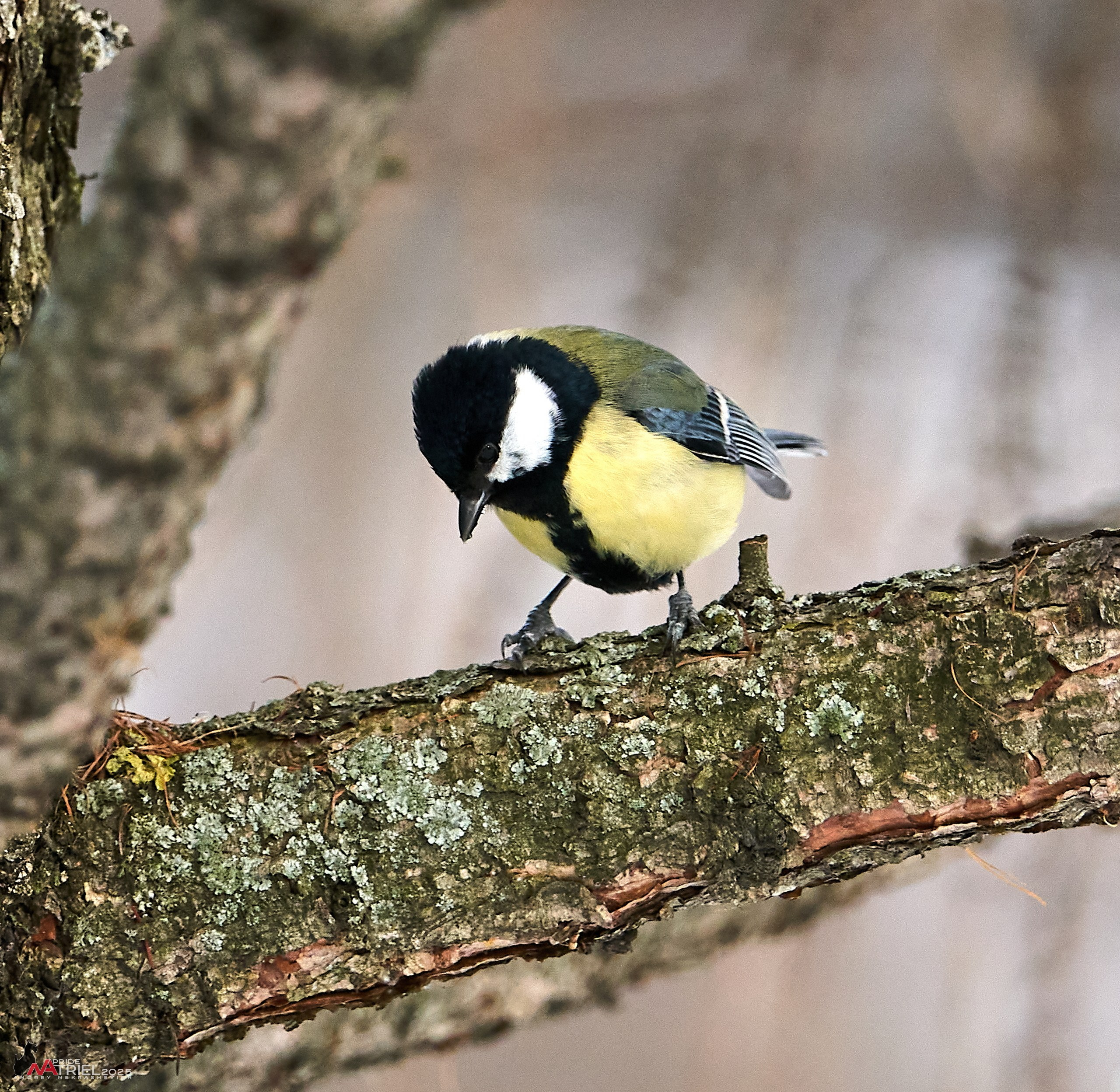 Фотопрогулка с птицами