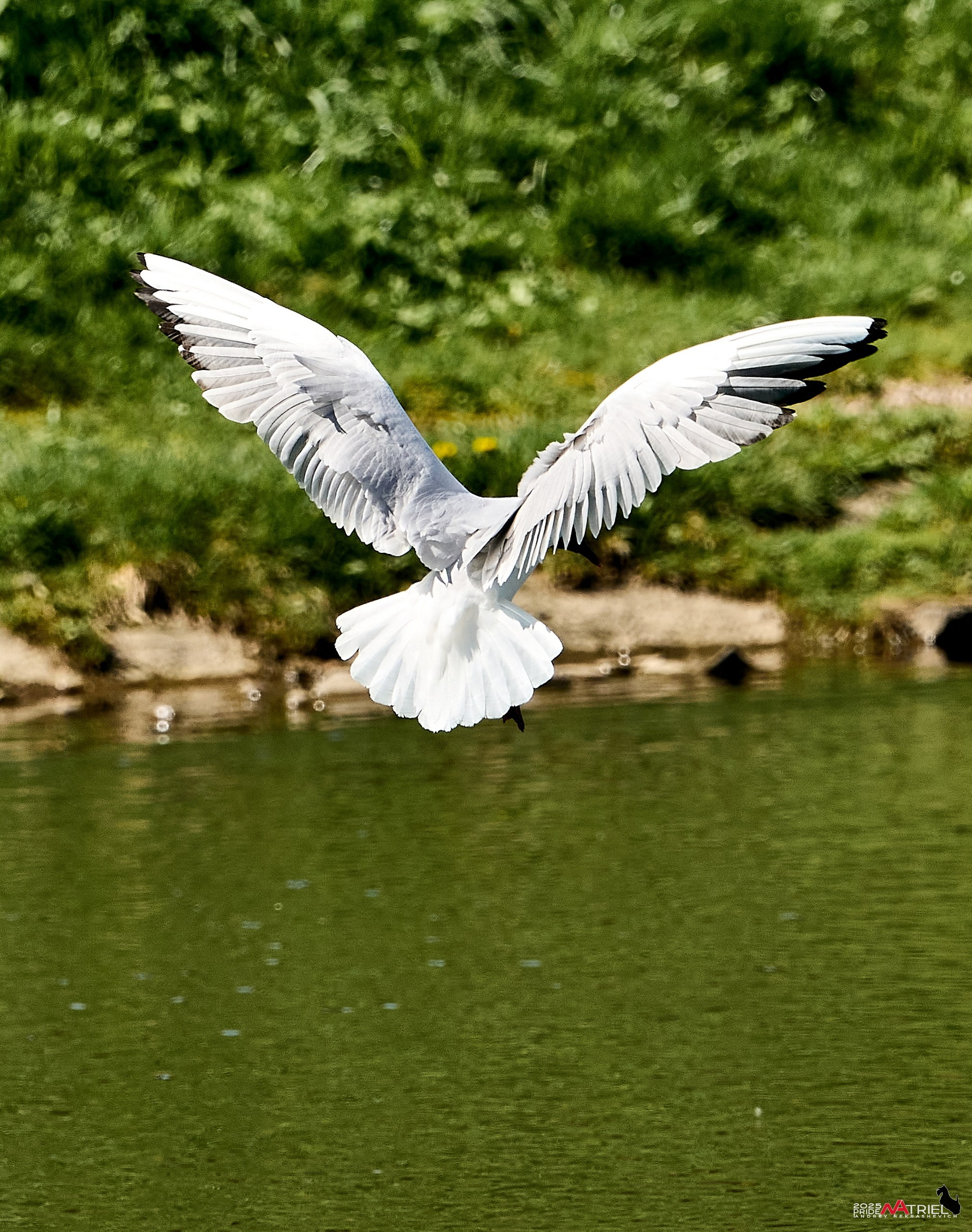 Птички и цветочки
