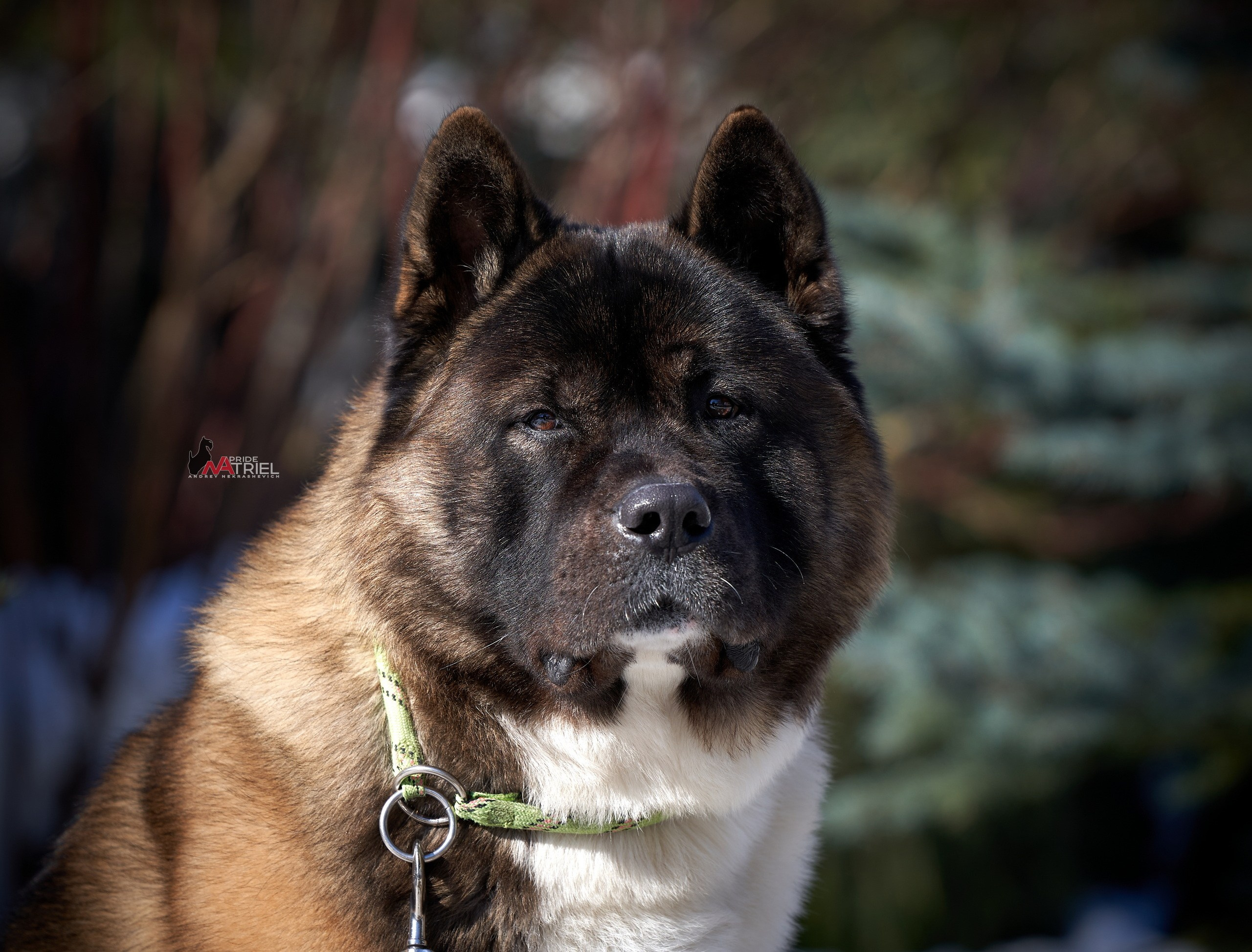 Портреты собак — галерея NATRIEL